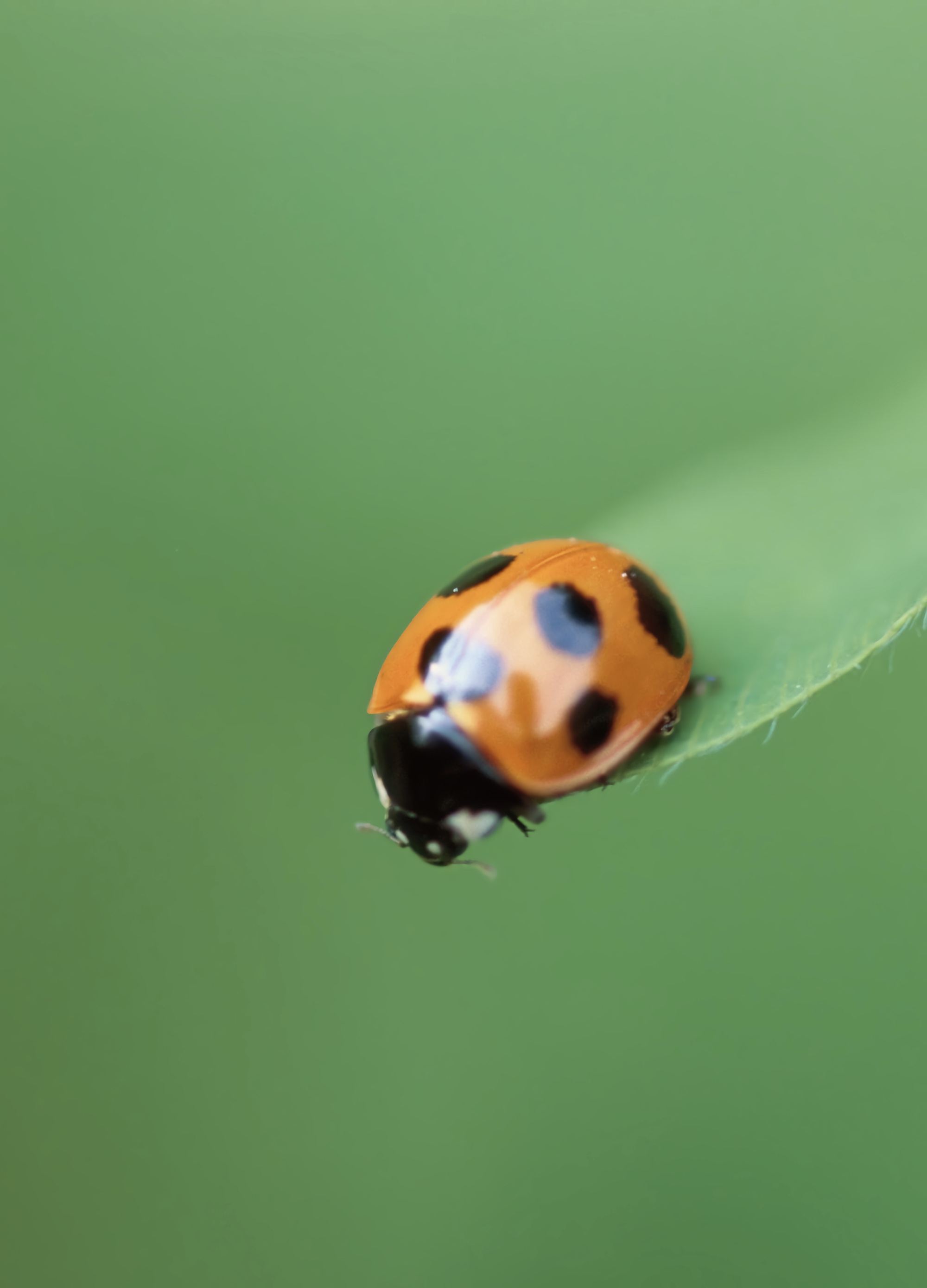 Every OS X (macOS) 10.6 Snow Leopard