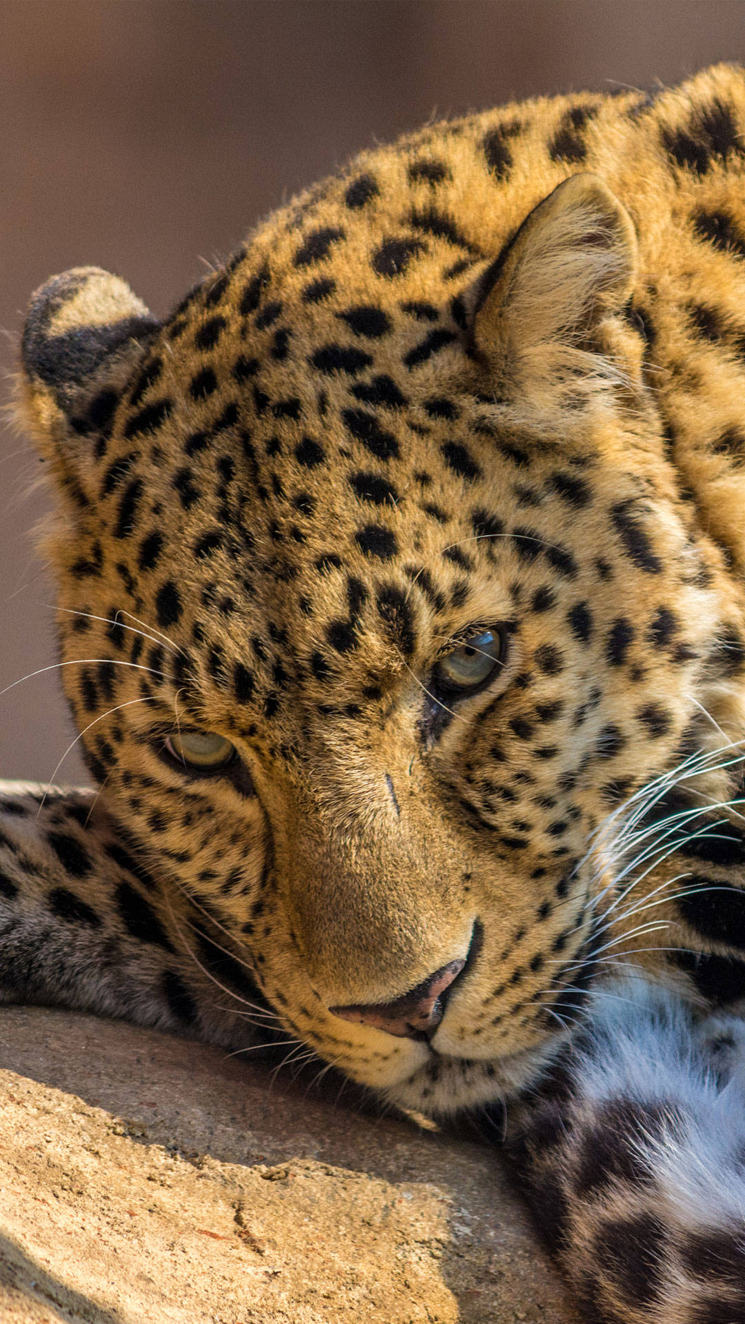 Download Sophisticated iPhone X