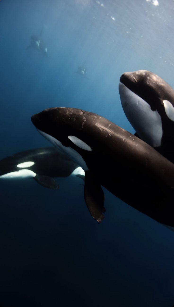 Orca iphone wallpaper