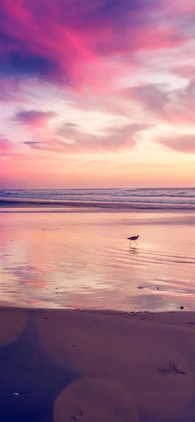 Sunset beach bird iPhone X Wallpaper