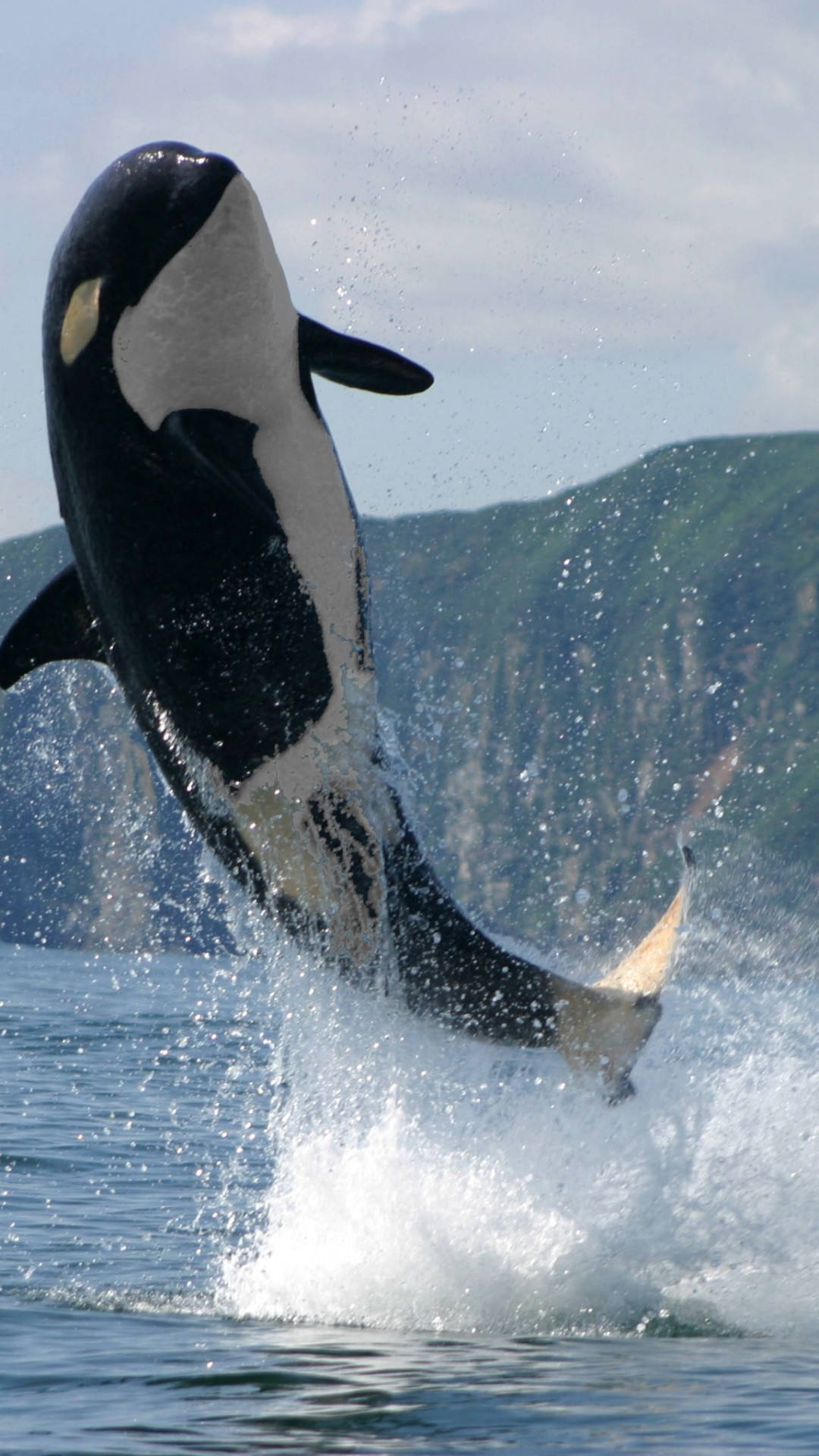 Download Orca Leaping Wallpaper