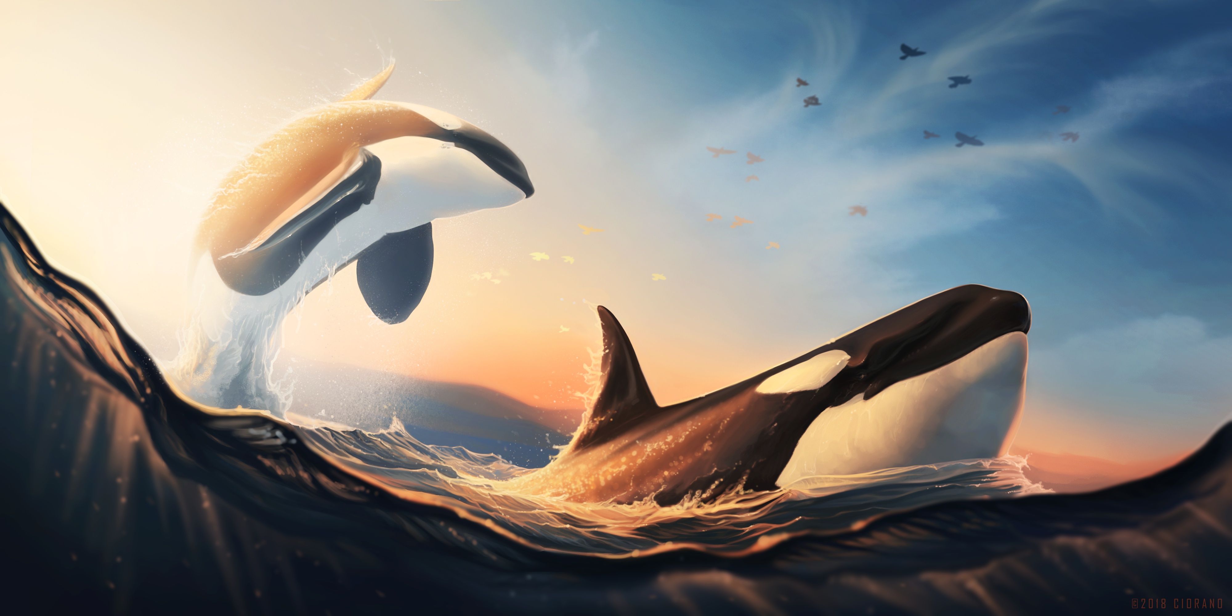 Sea Life Animal Orca HD Wallpaper