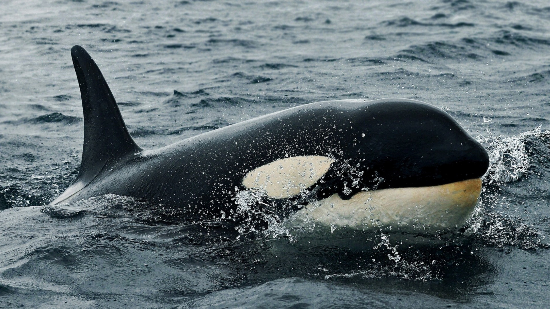 Majestic Orca: Stunning HD Wallpaper