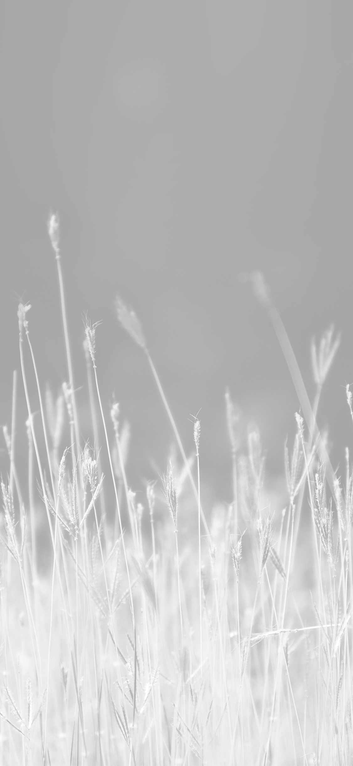 Reed Weed Flower Nature Flare
