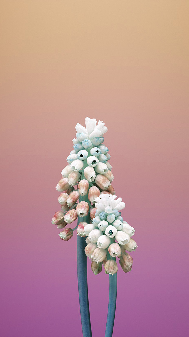 Iphonex Apple Illustration Art