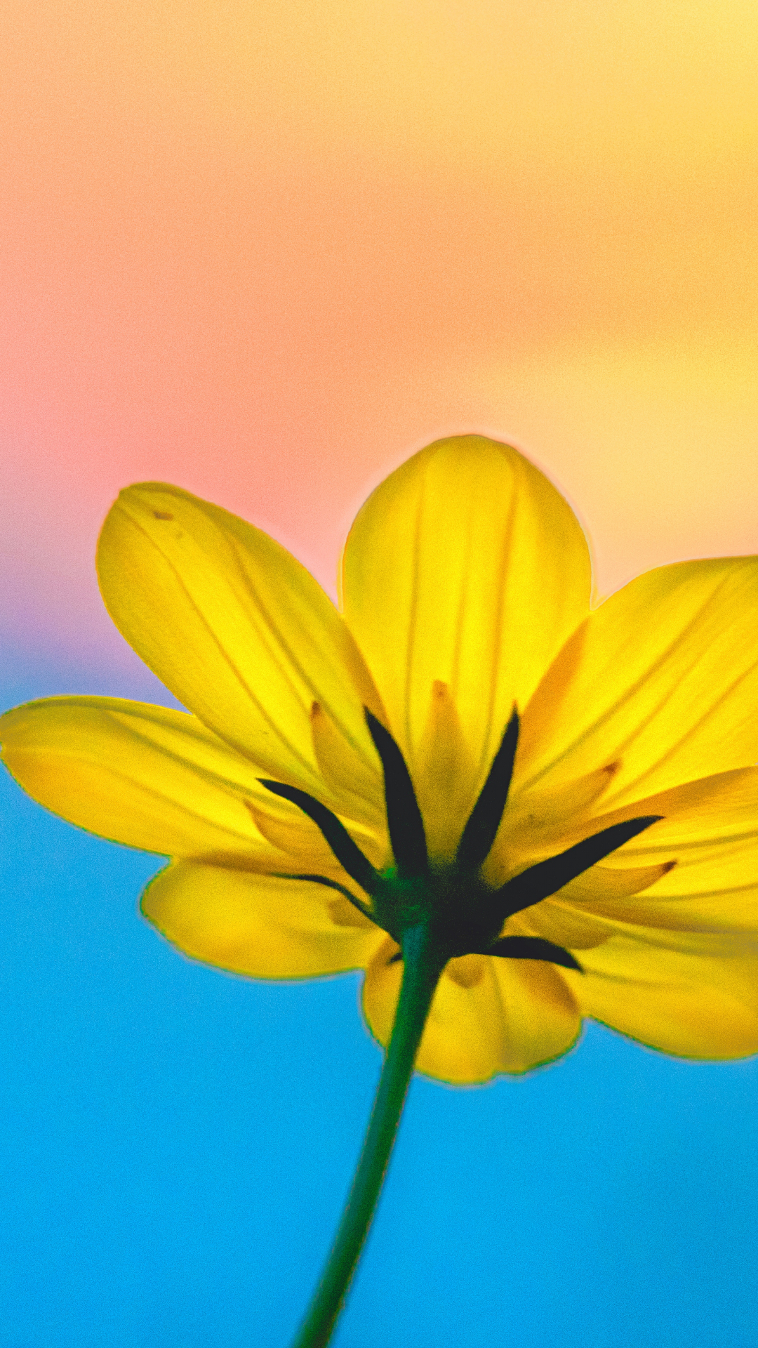 Blue And Pink iPhone Wallpaper