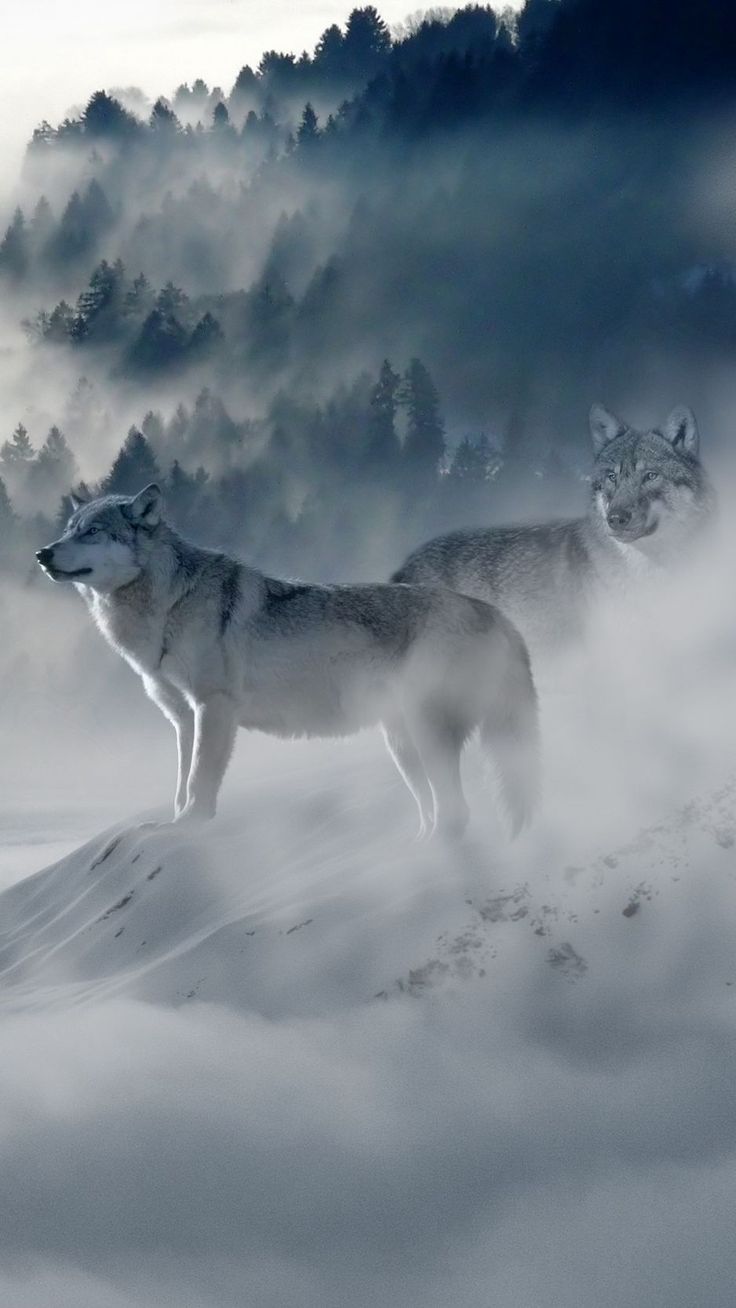 Download wallpaper 938x1668 wolf