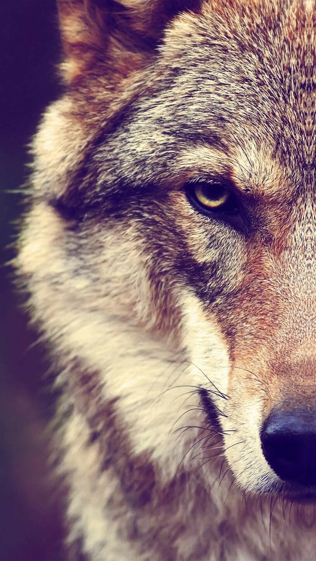 Wolf Wallpaper