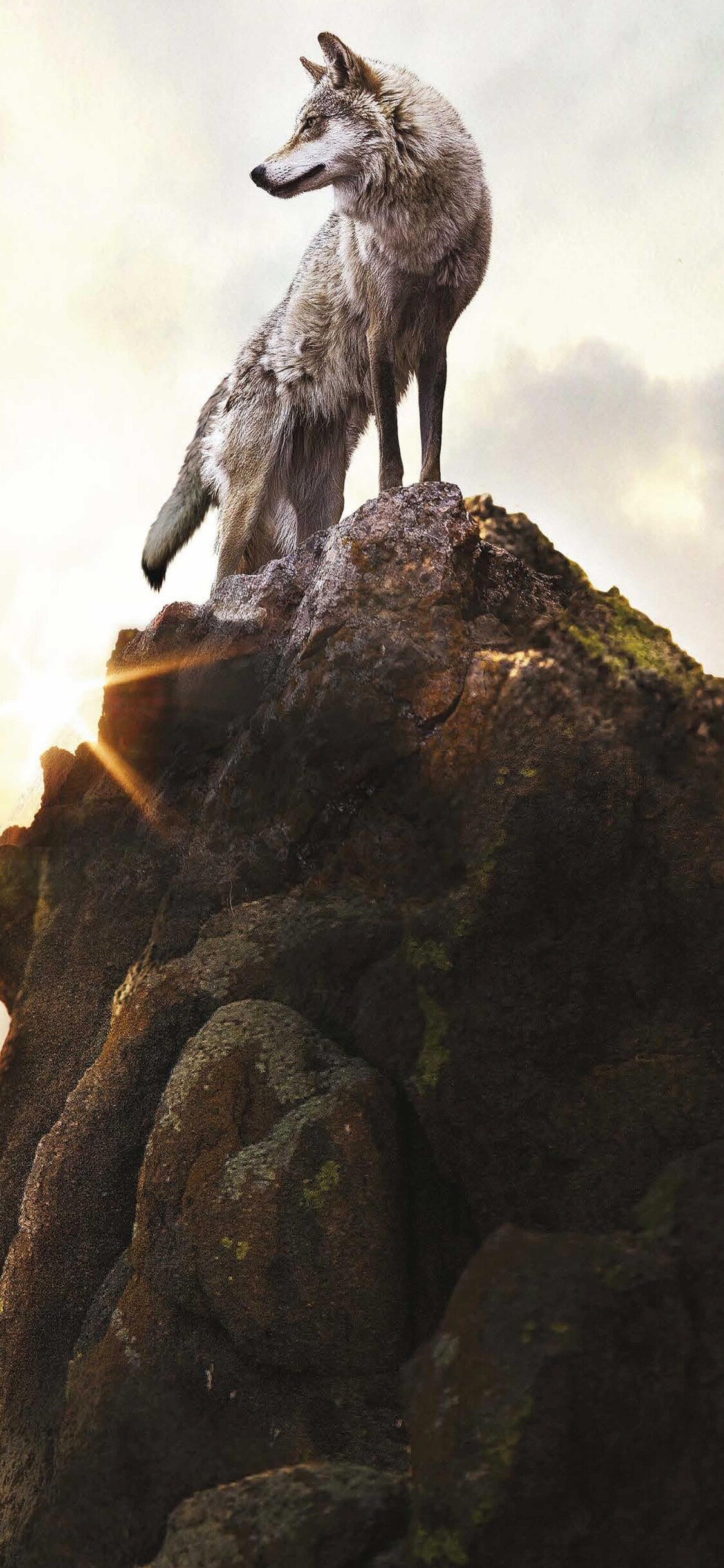 WOLF iPhone XS, iPhone 10