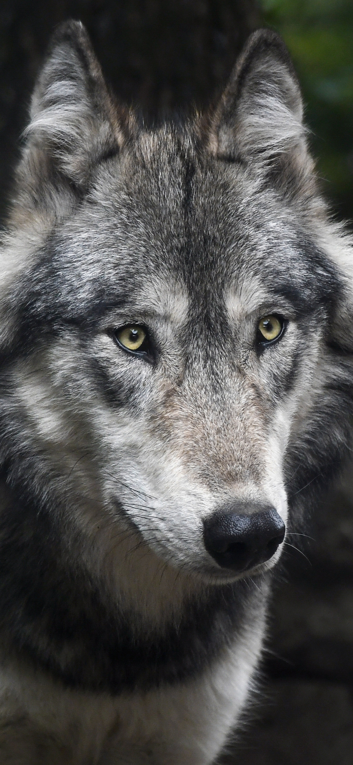 Download wallpaper 1125x2436 predator