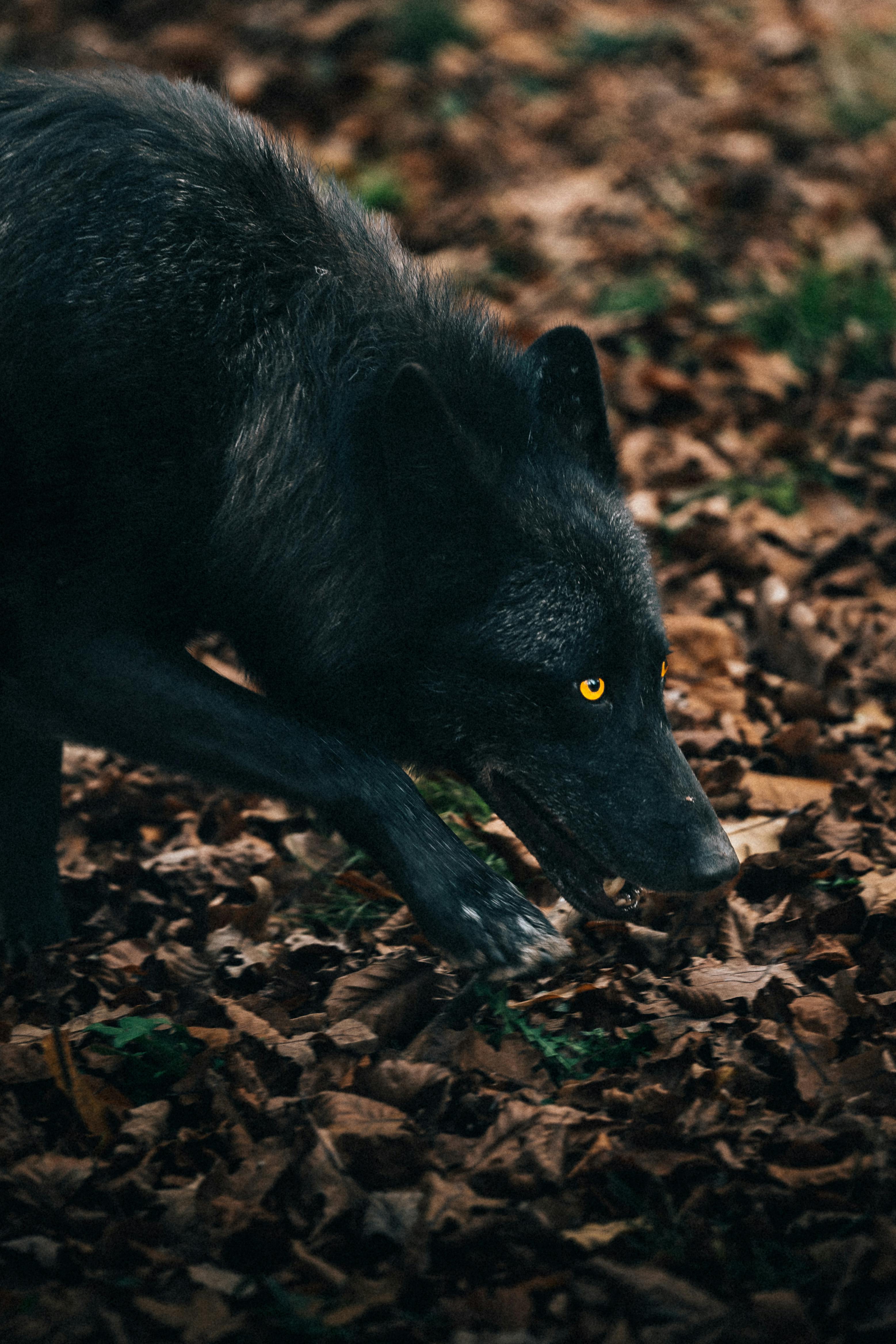 Wolf in Autumn · Free