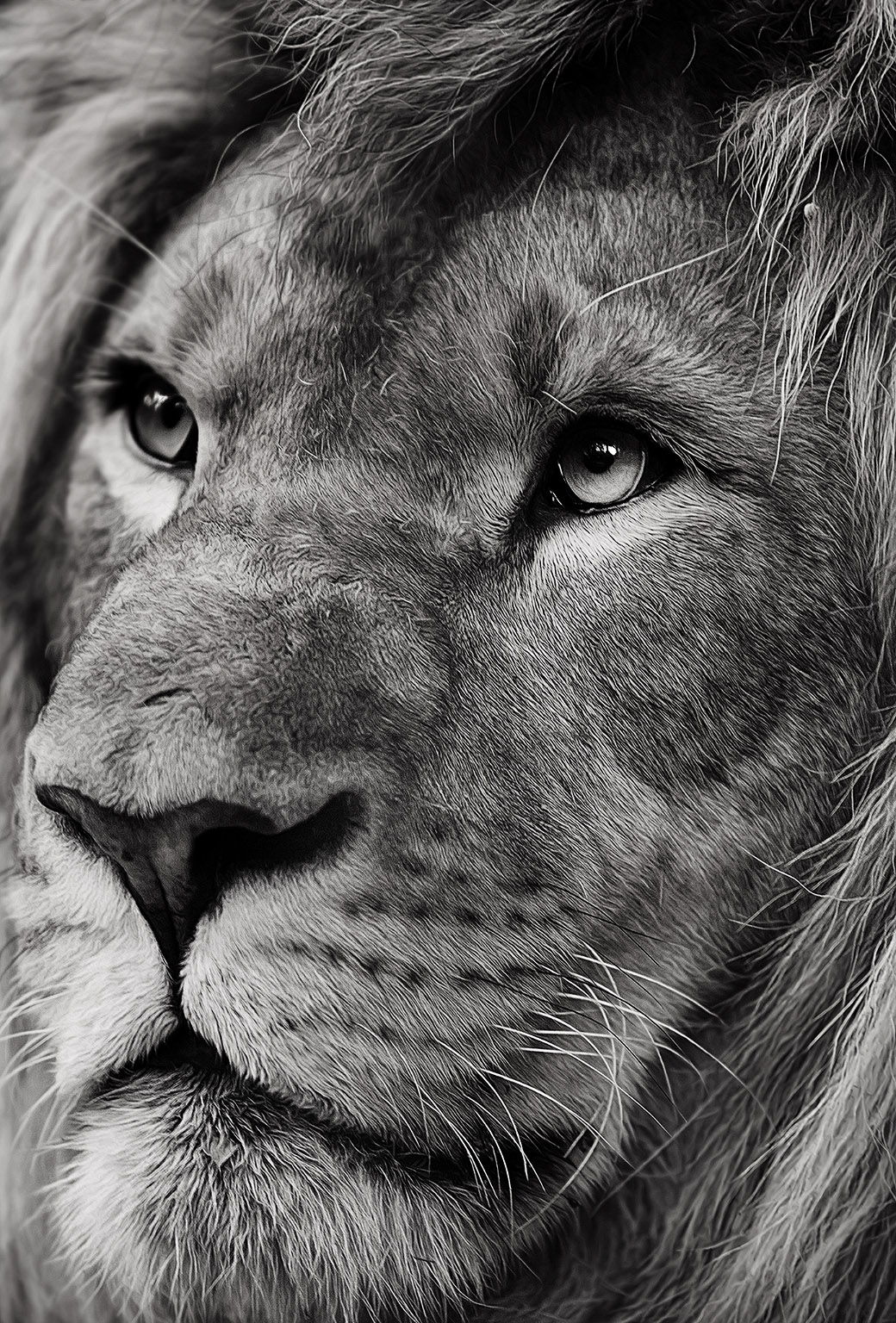 Lion wallpaper for iPhone and iPad