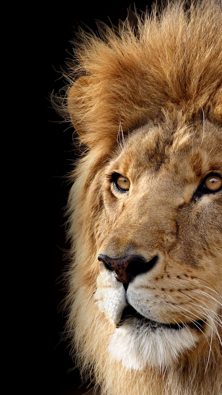 Mac OS X Lion Wallpaper 4K, Lion, Black