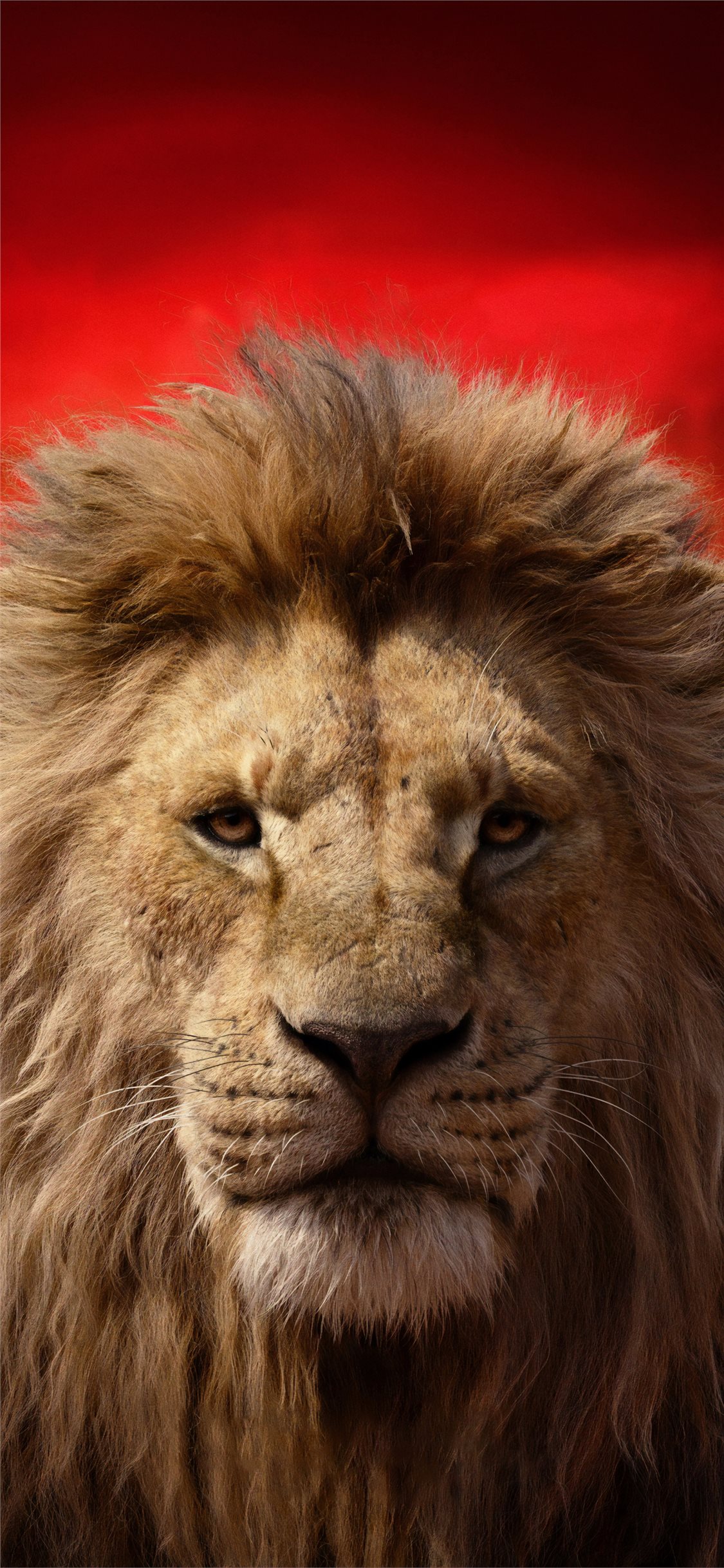 Best Lion iPhone X HD Wallpaper