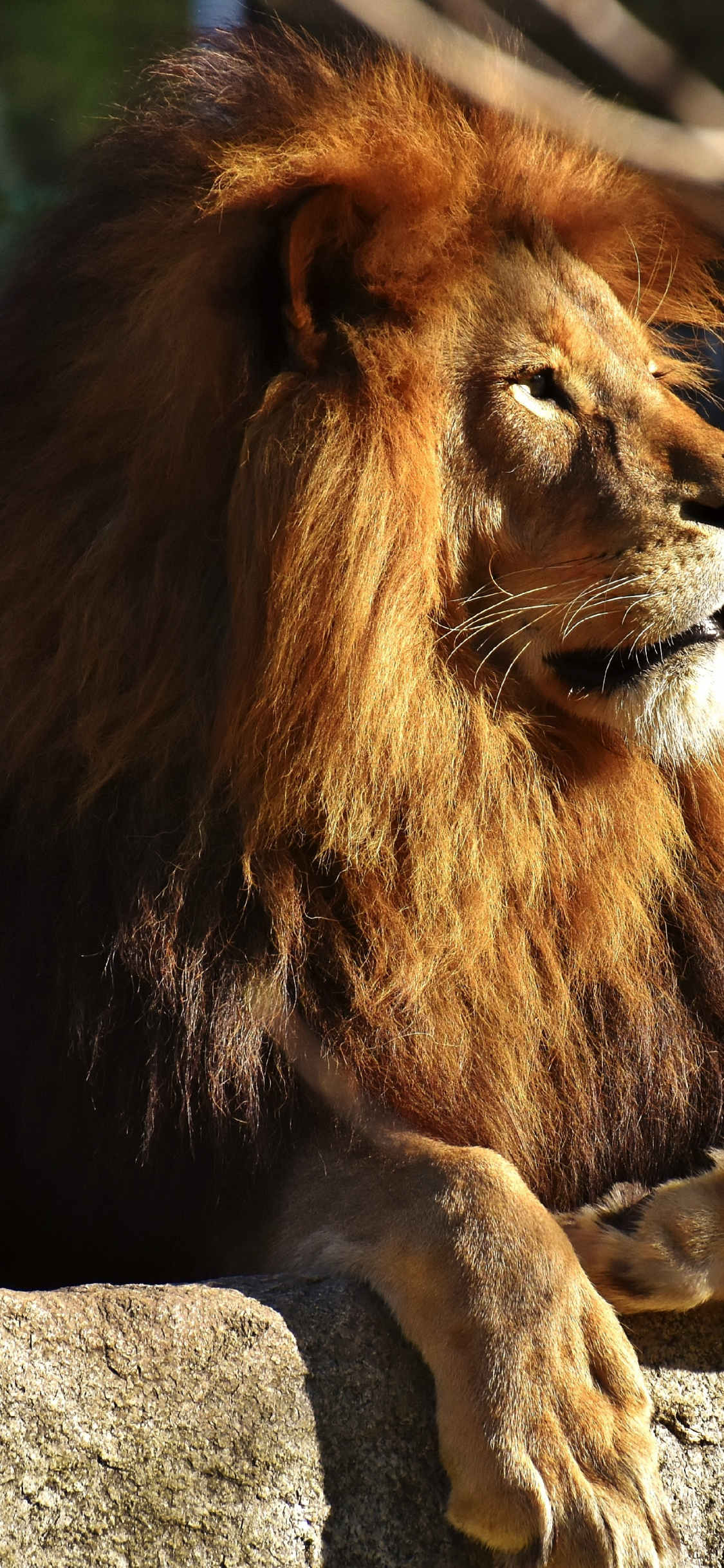 Download wallpaper 1125x2436 beast