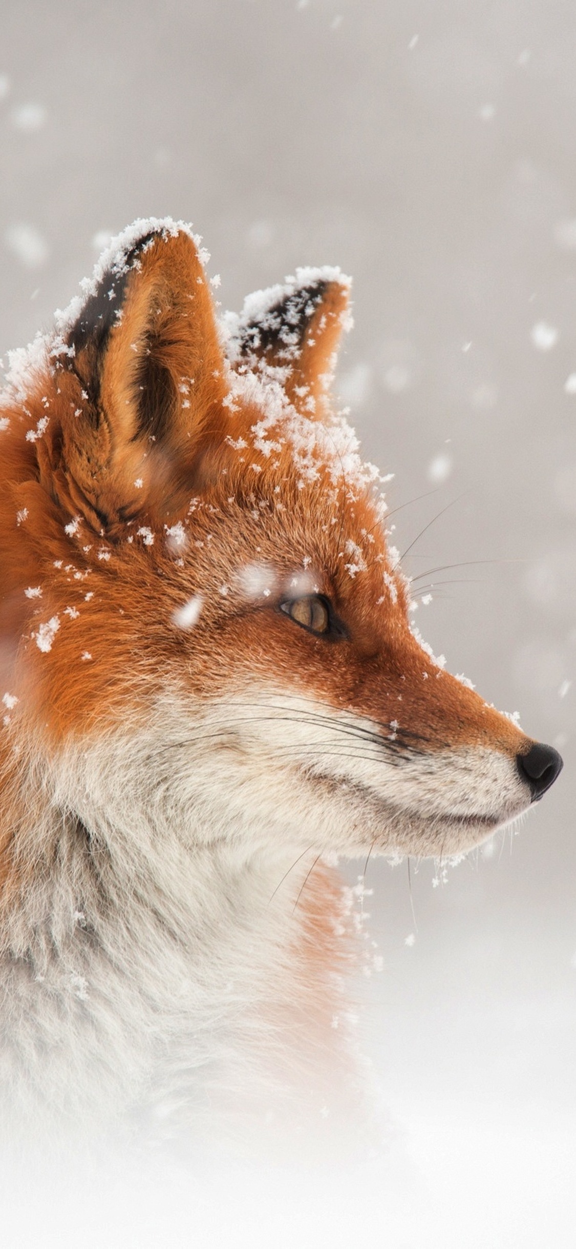 Fox Snow iPhone XS, iPhone 10