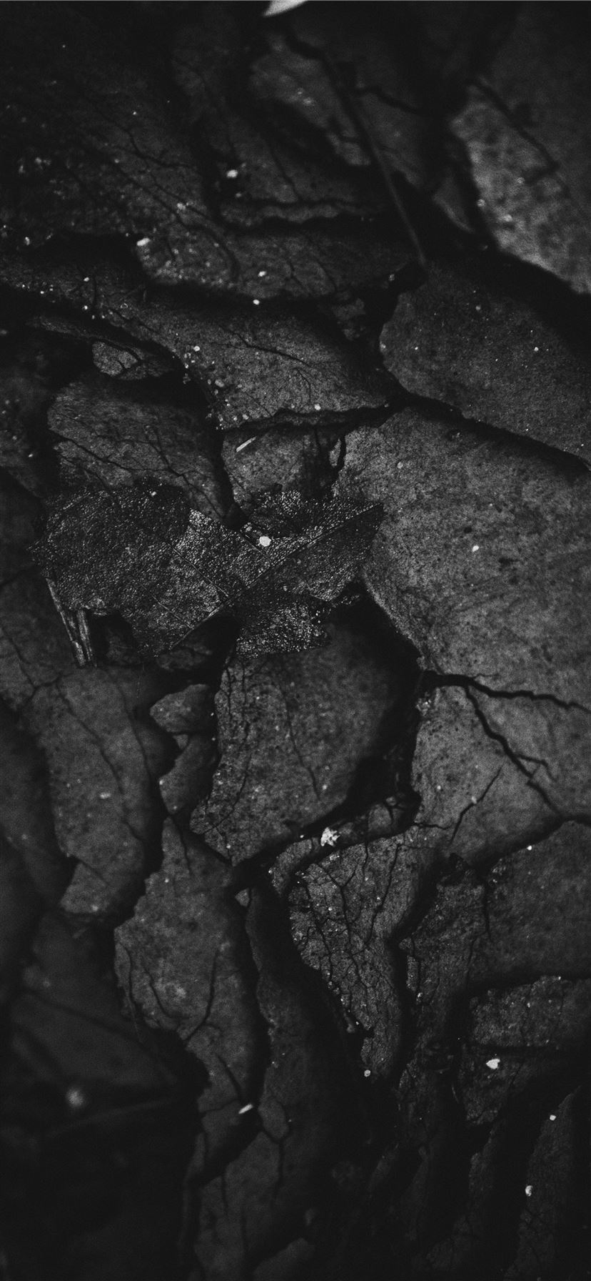 Best Savage iPhone 11 HD Wallpaper