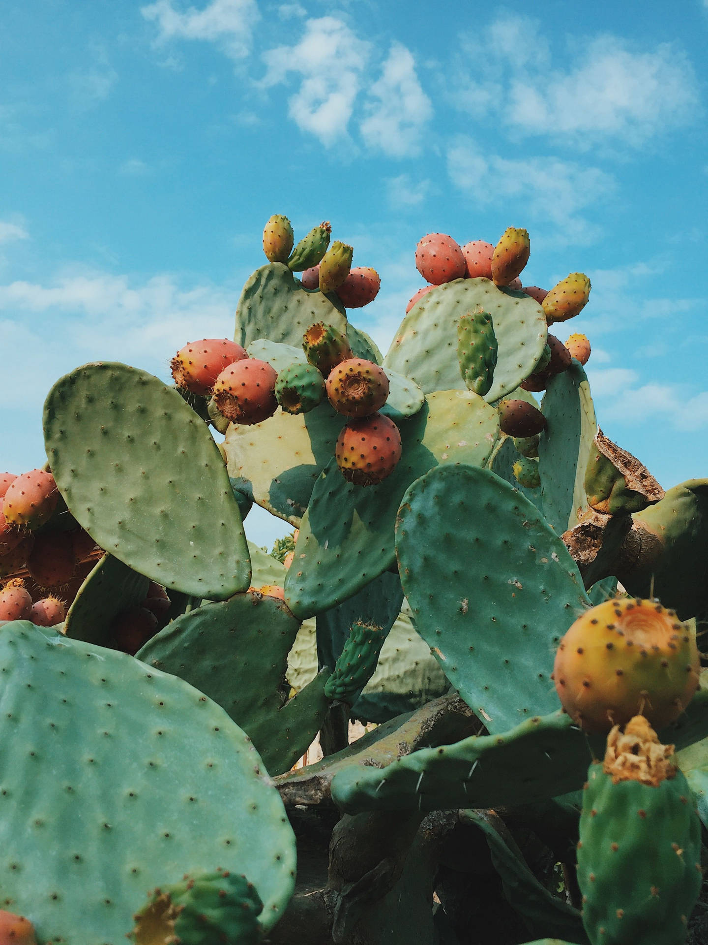Prickly Pear Wallpaper