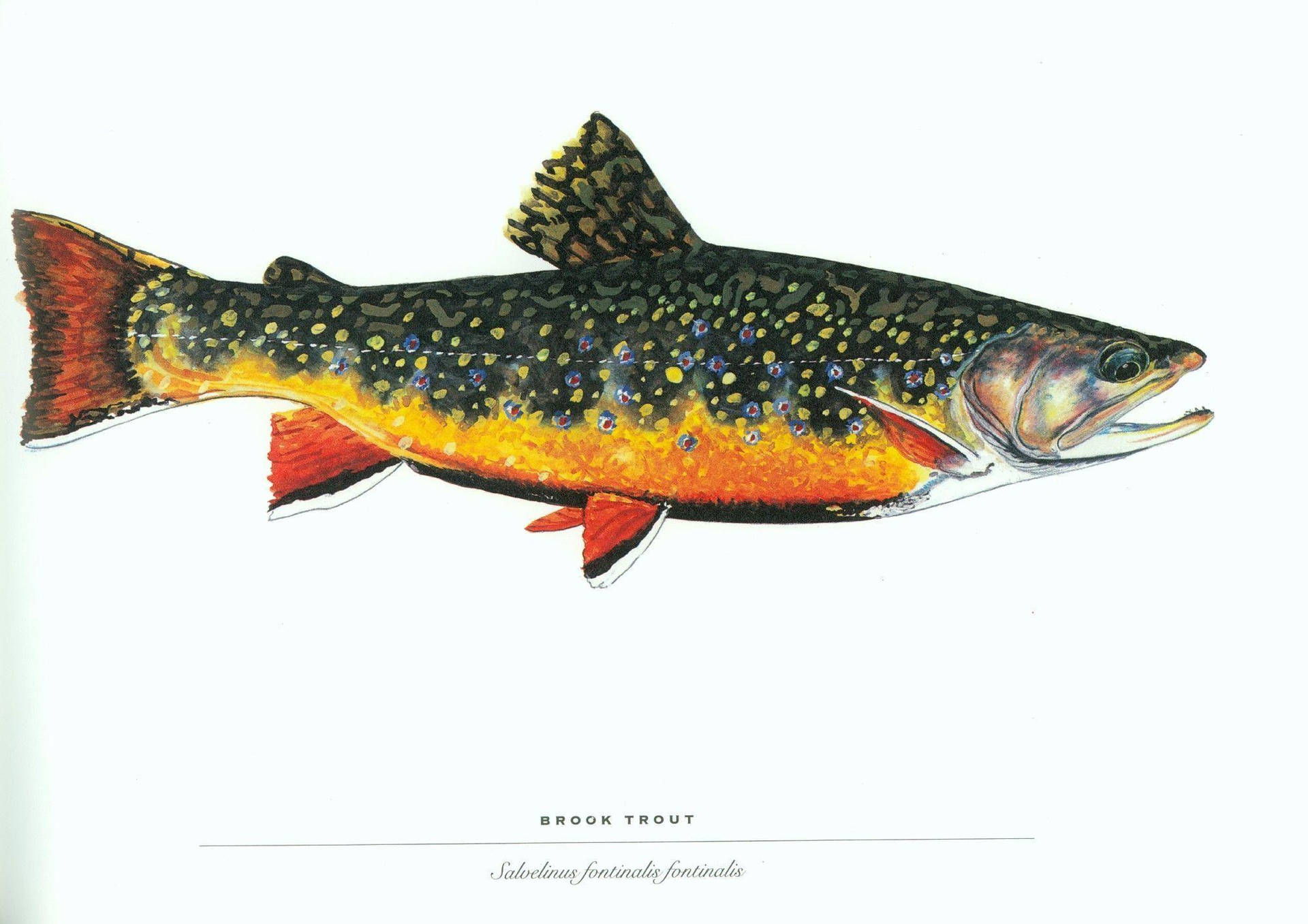 Download Brook Trout Fish Wallpaper