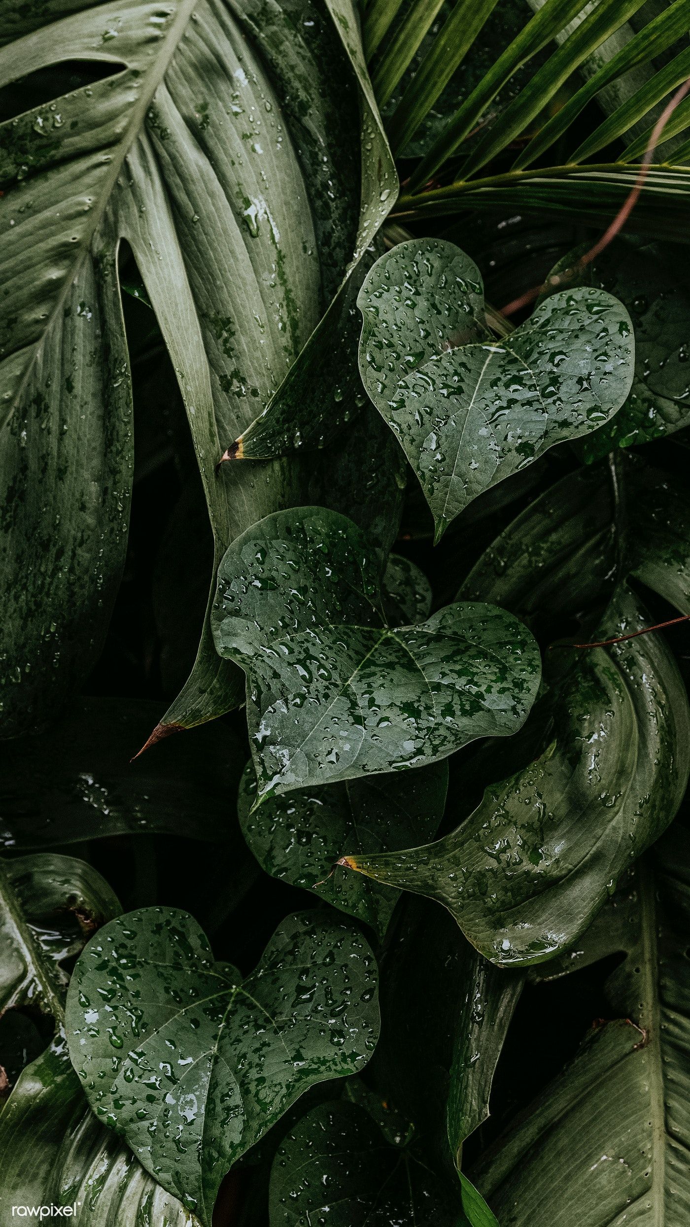Wet monstera plant leaves