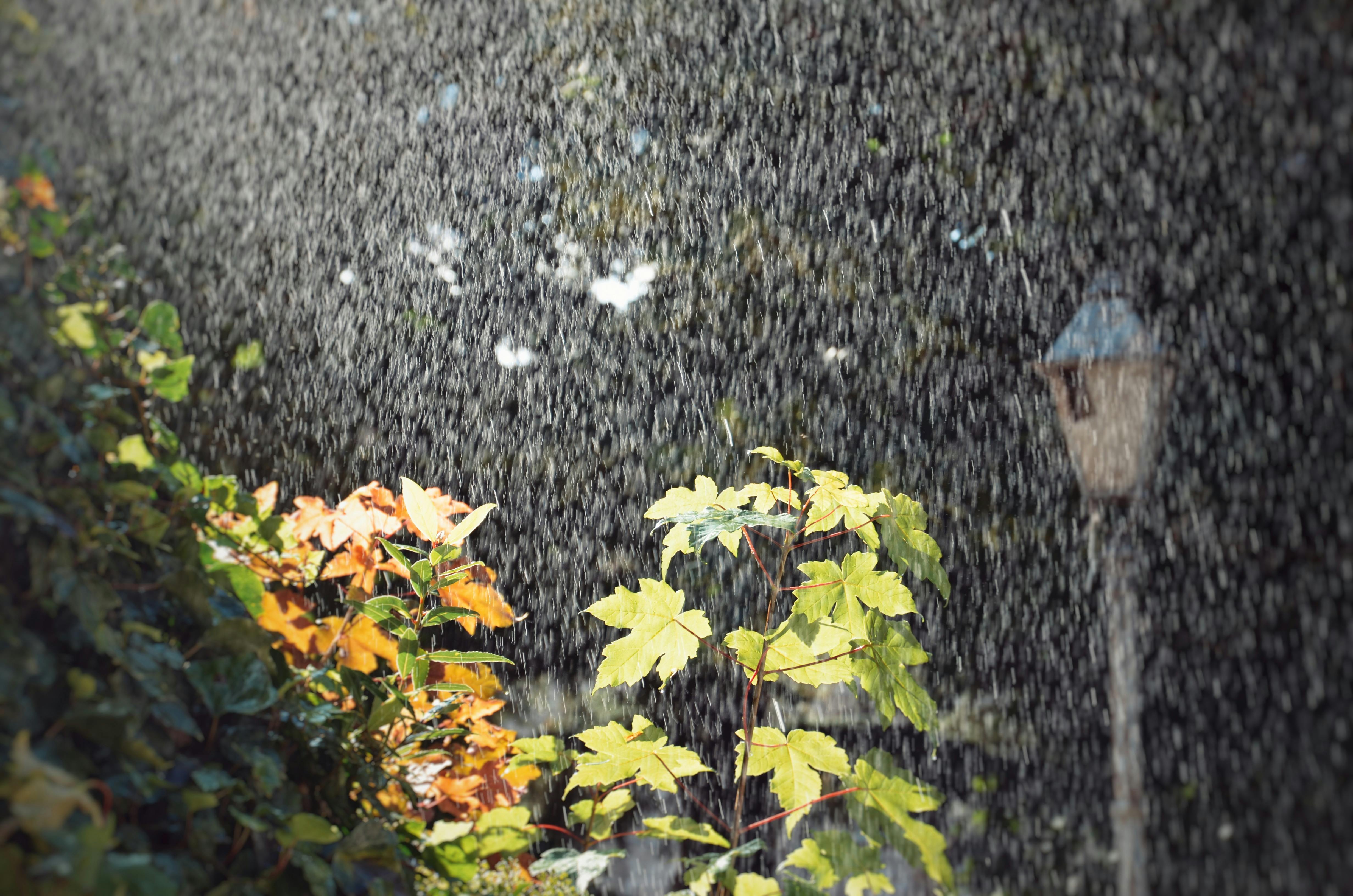 Rainfall over Leaves at Night · Free
