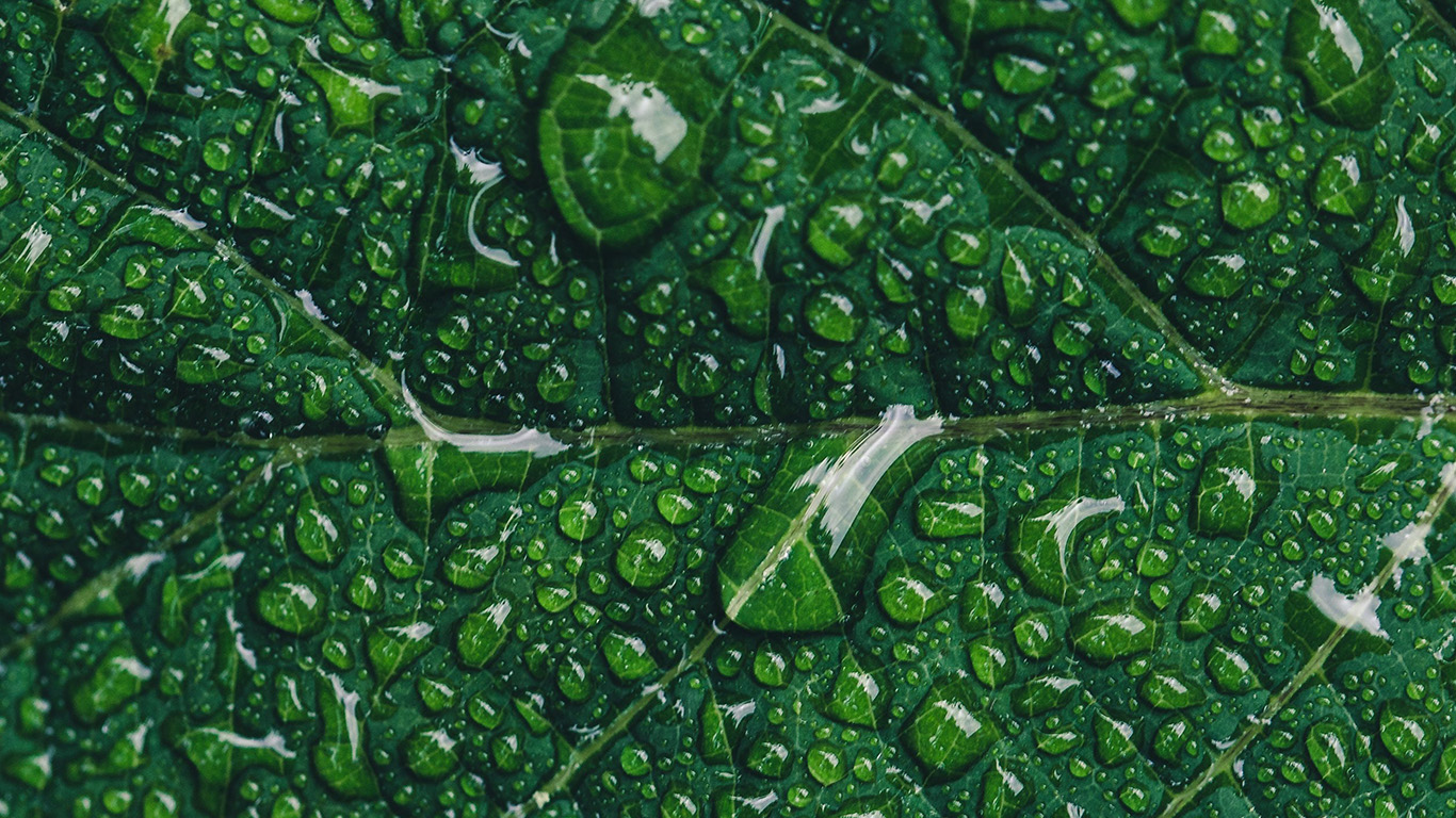 Green Leaf Rain Nature Tree