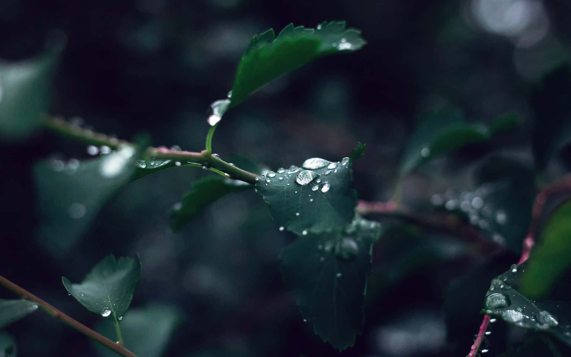 Download Rain Drops On A Leaf Wallpaper