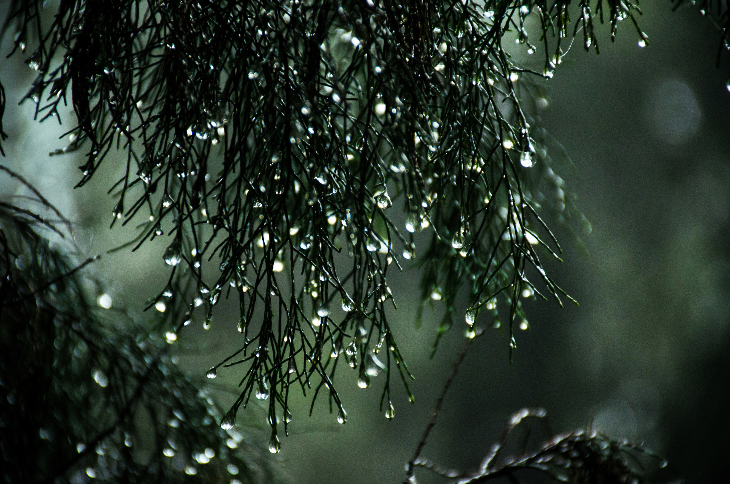 Wet Leaves Raindrops Nature