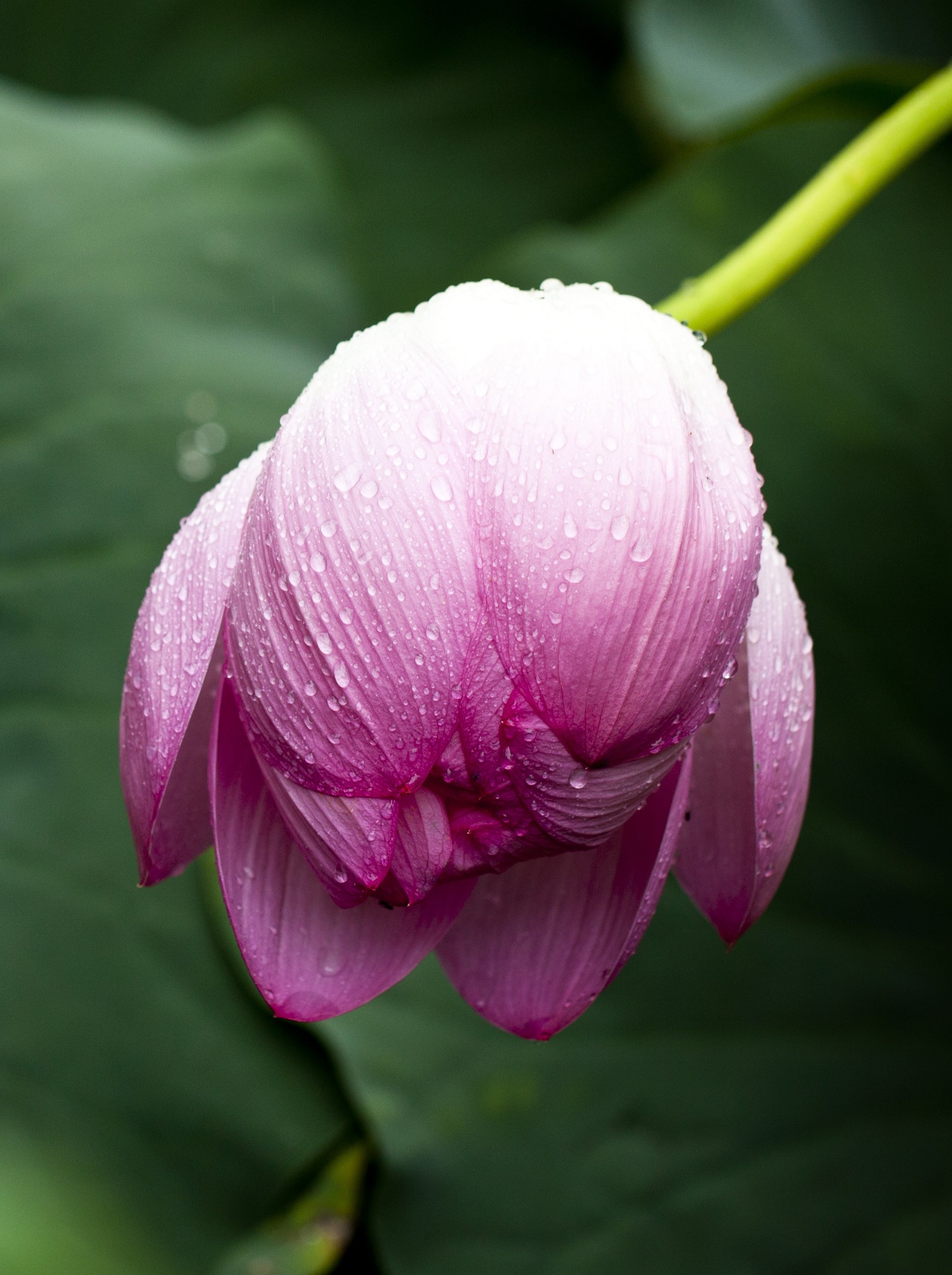 Lotus Leaf in Rain Wallpaper