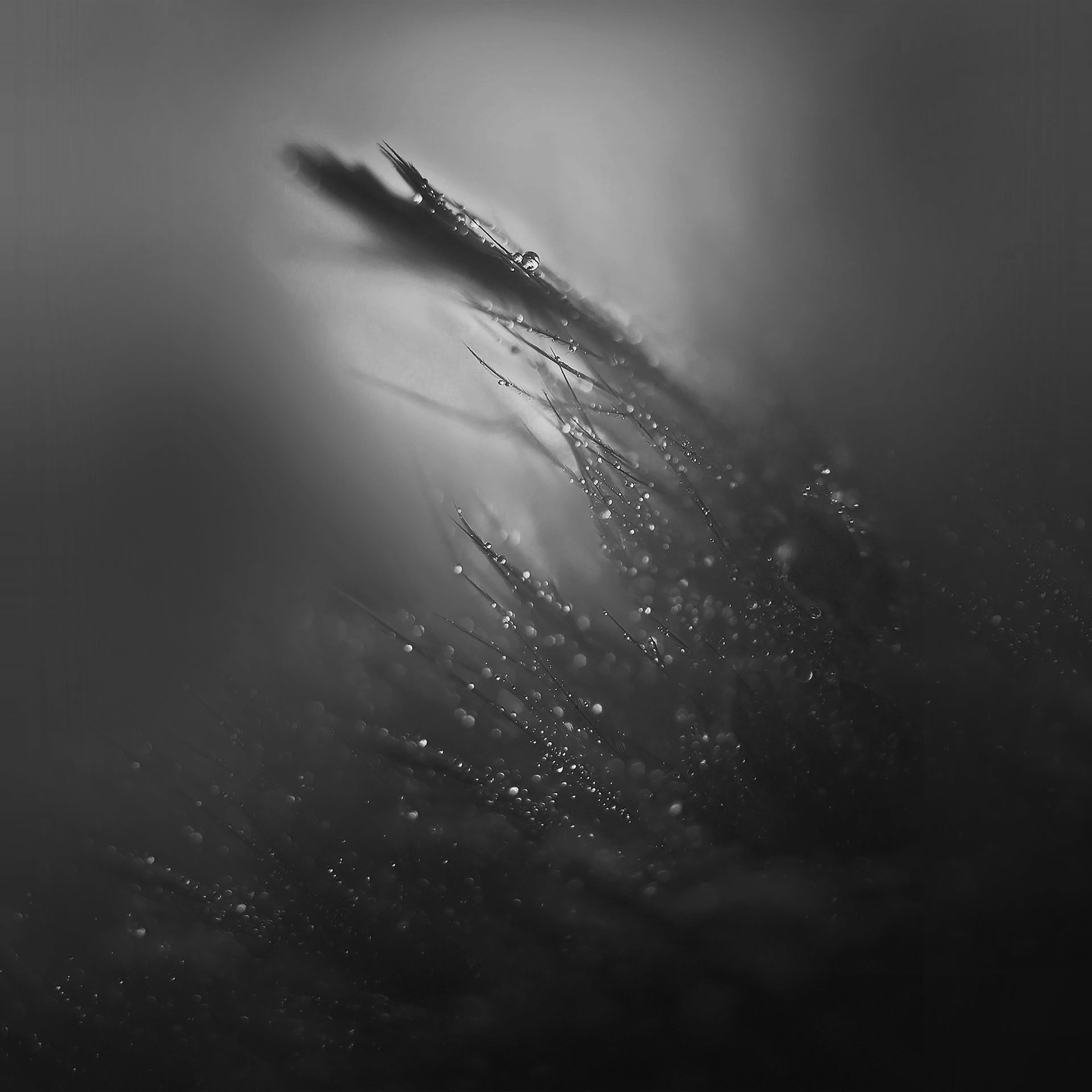 Nature Rain Drop Leaf Dark Bw Soft