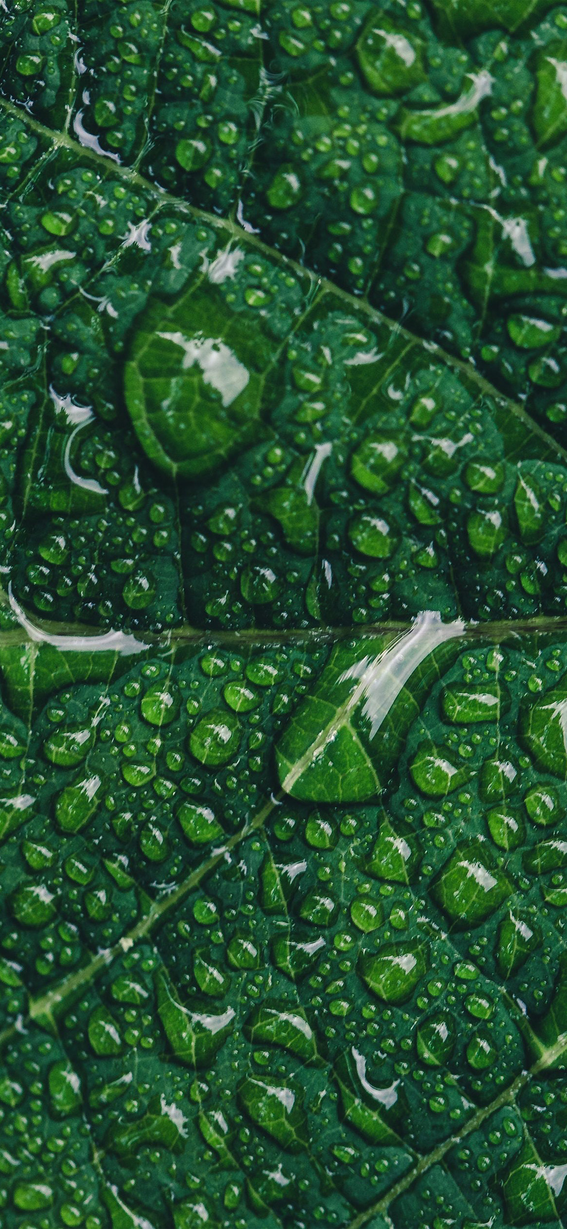 Green Leaf Rain Nature Tree