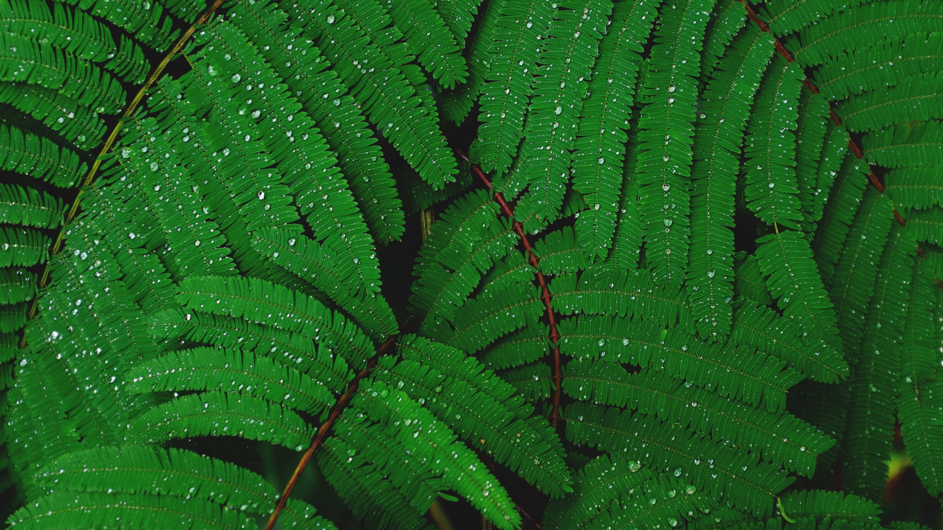 Plant Wallpaper 4K, Leaves, Branches