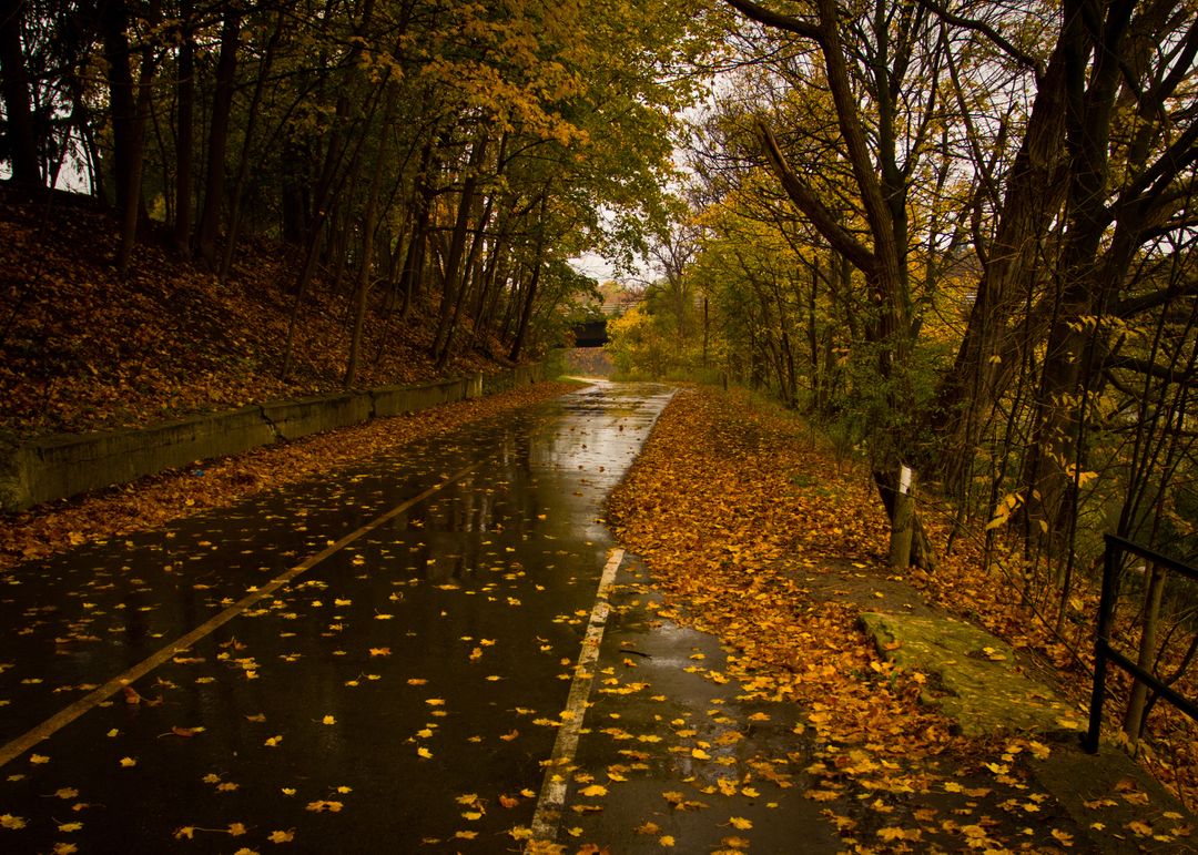 Autumn Rainy Road Covered with Fallen Leaves in Forest
