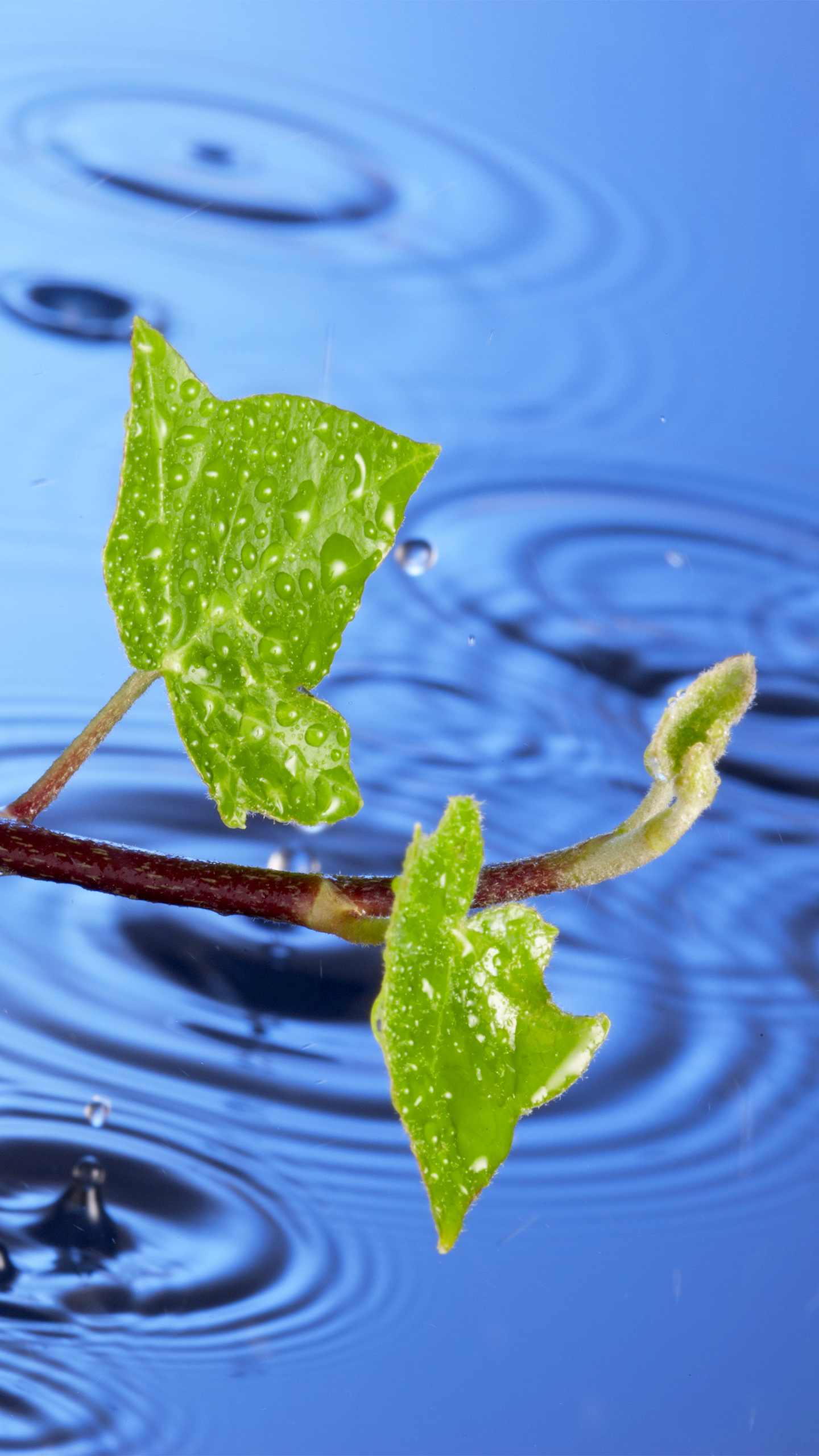 Samsung Galaxy S7 Rainy Vine Leaves