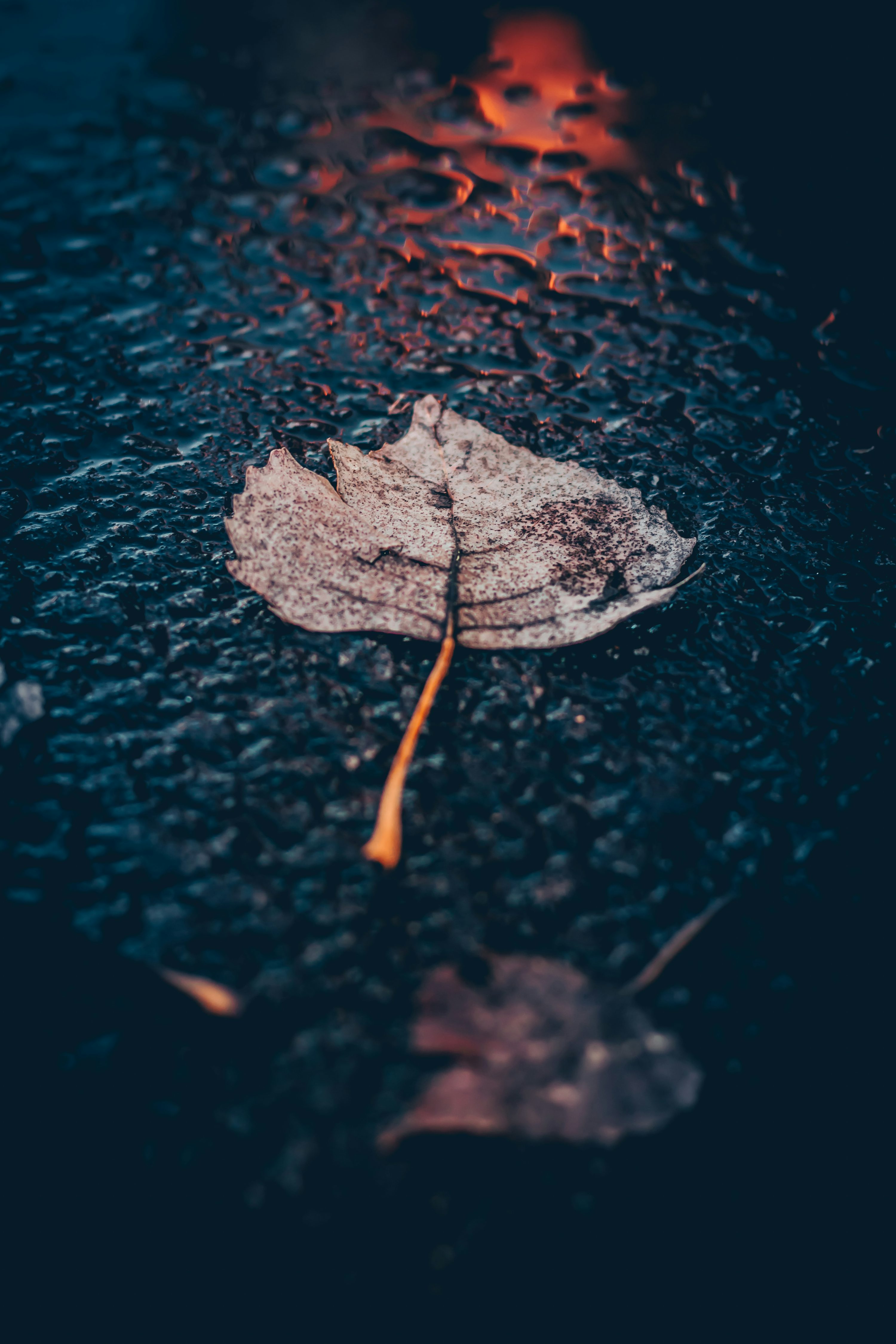 Brown leaf on asphalt road photo