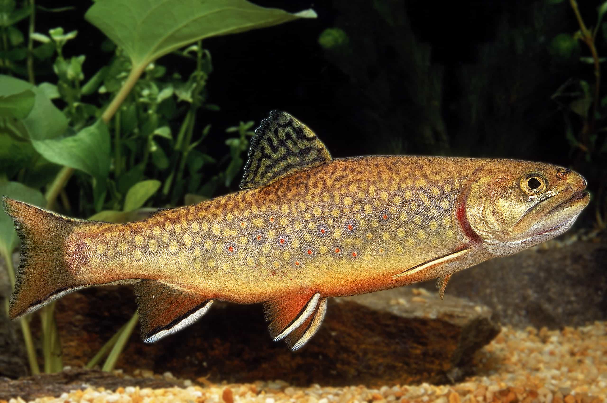 Brook Trout Picture