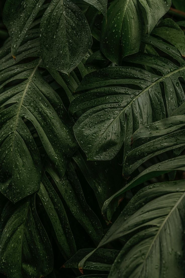 Wet Monstera deliciosa plant leaves