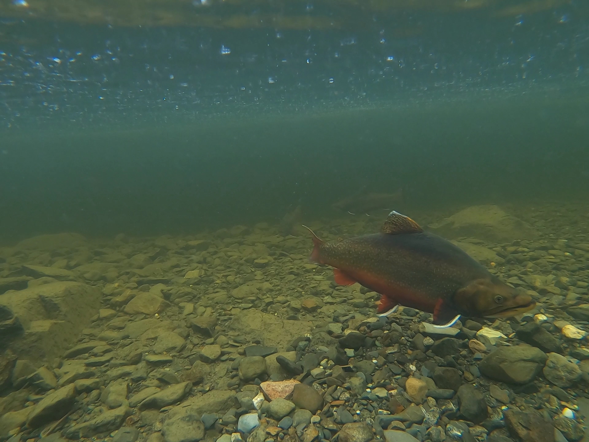 protect Moosehead Lake brook trout