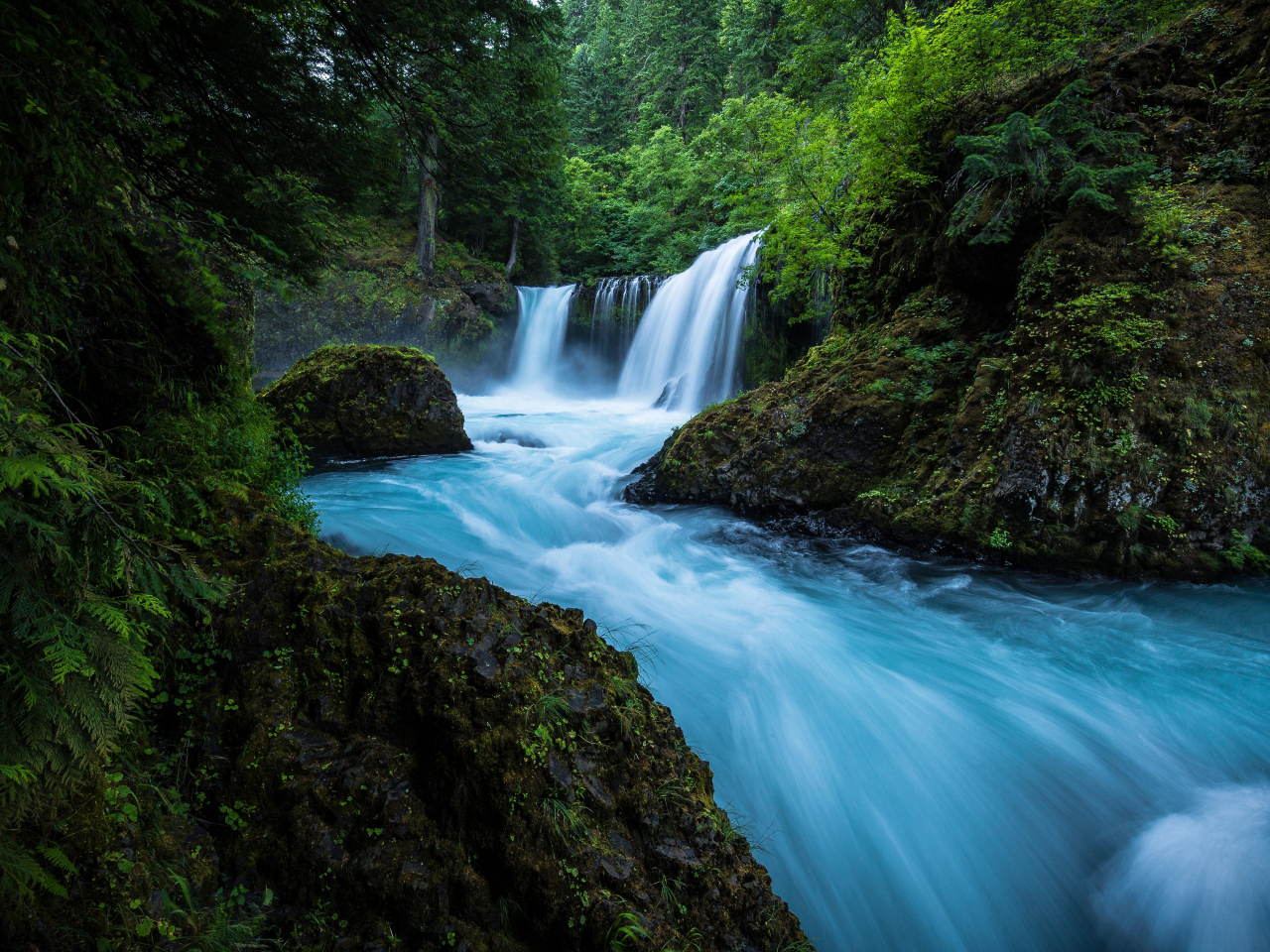 Download wallpaper 1280x960 forest