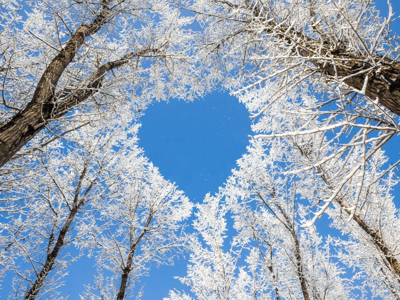 Download wallpaper 1280x960 trees