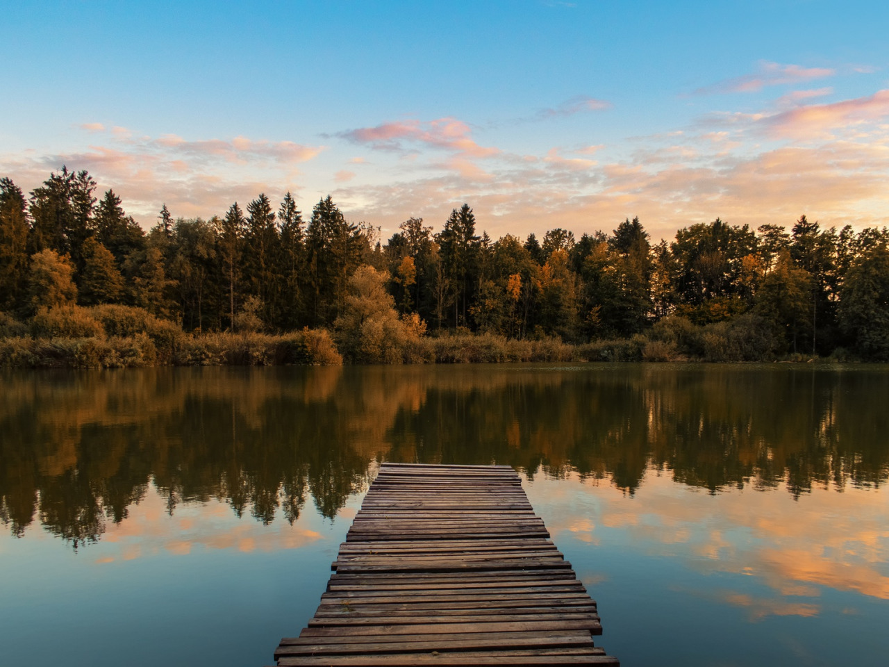 Download wallpaper trees, wood, water