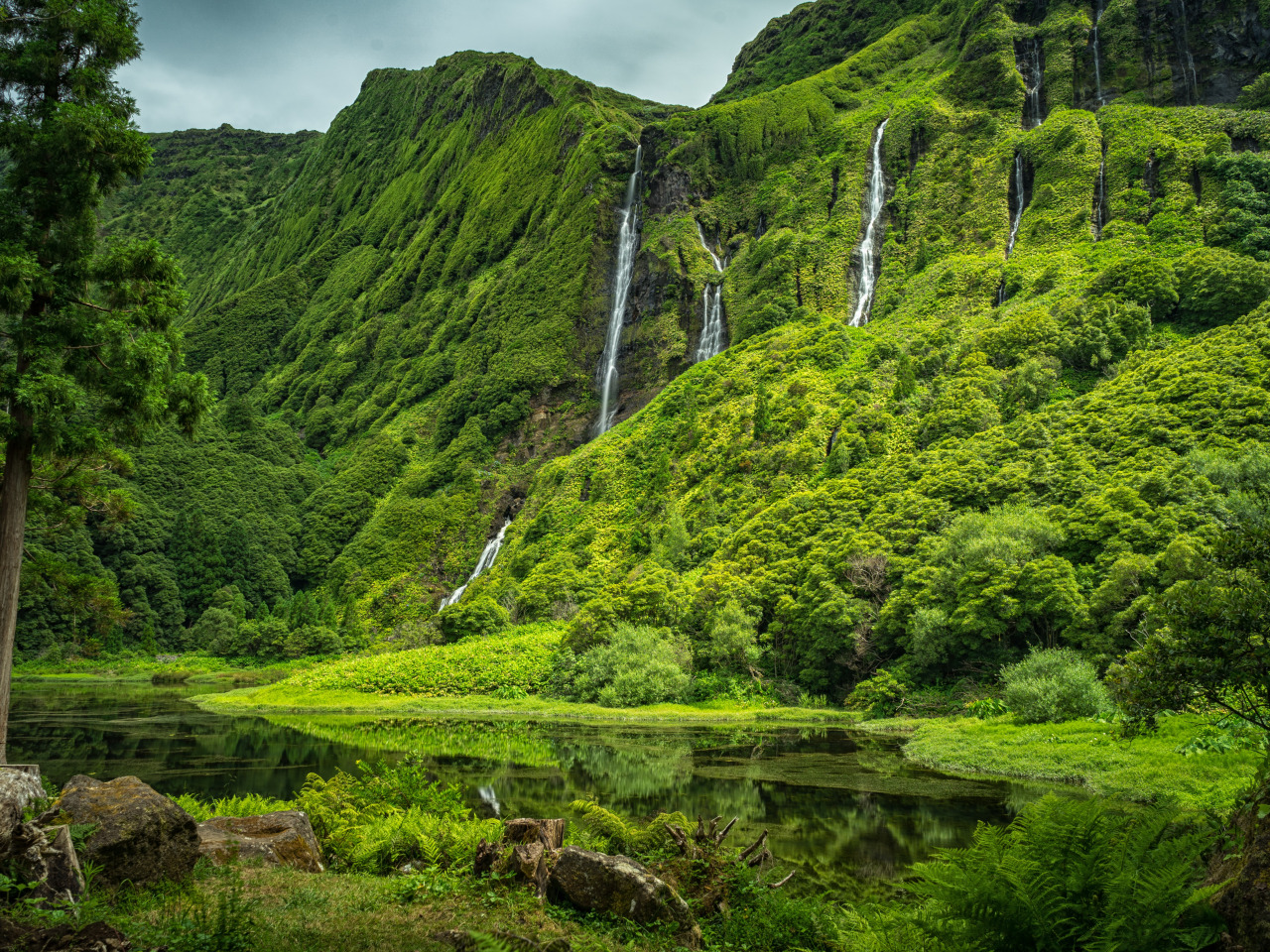 Download wallpaper forest, nature