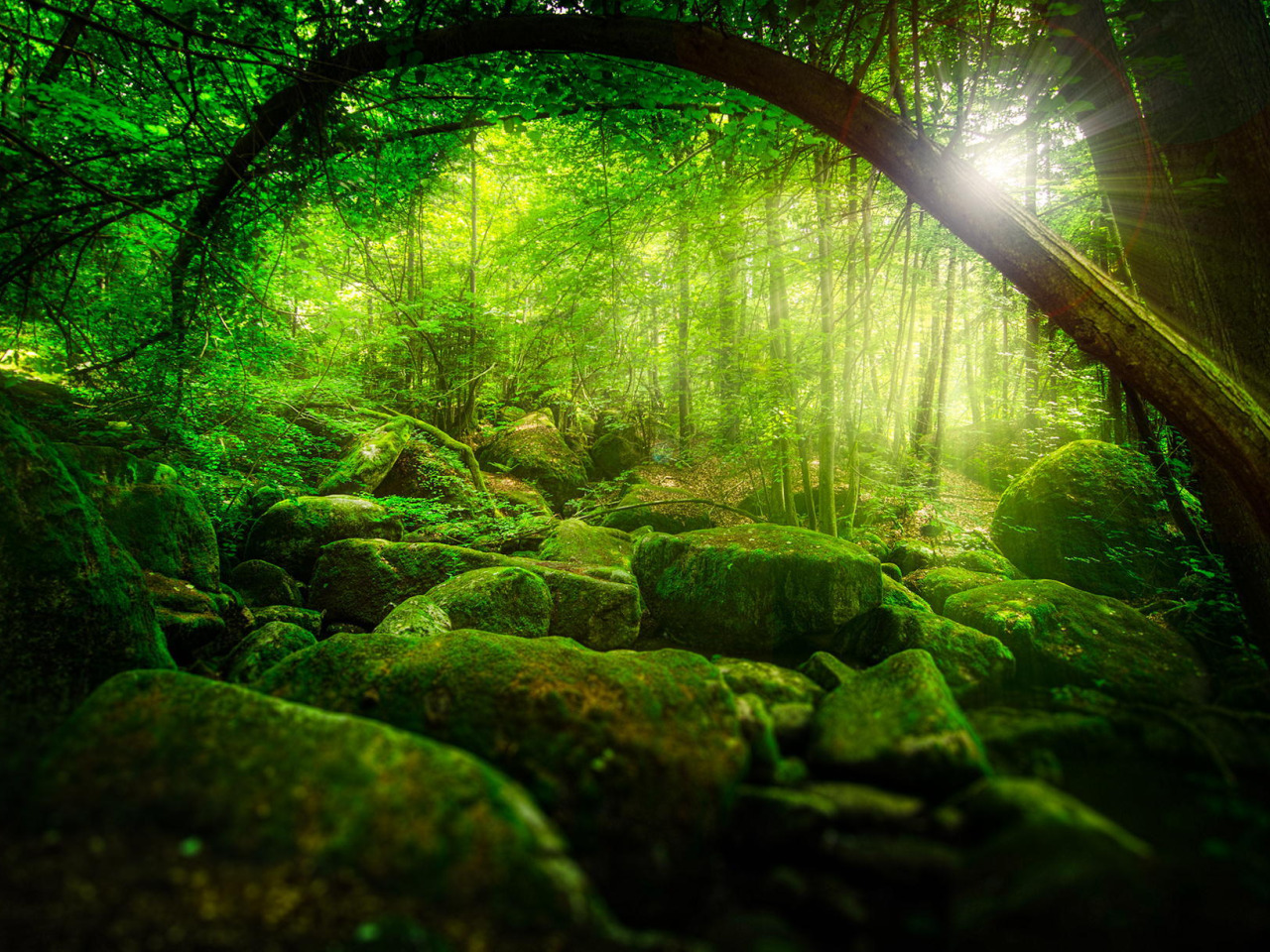 wallpaper greens, forest, the sun, rays