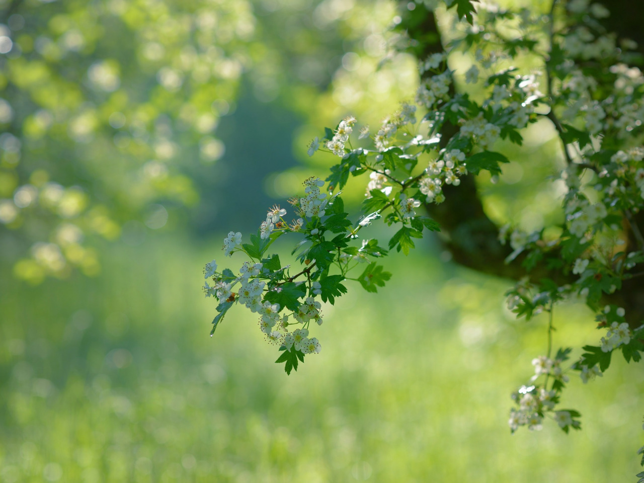 wallpaper greens, nature, tree, branch