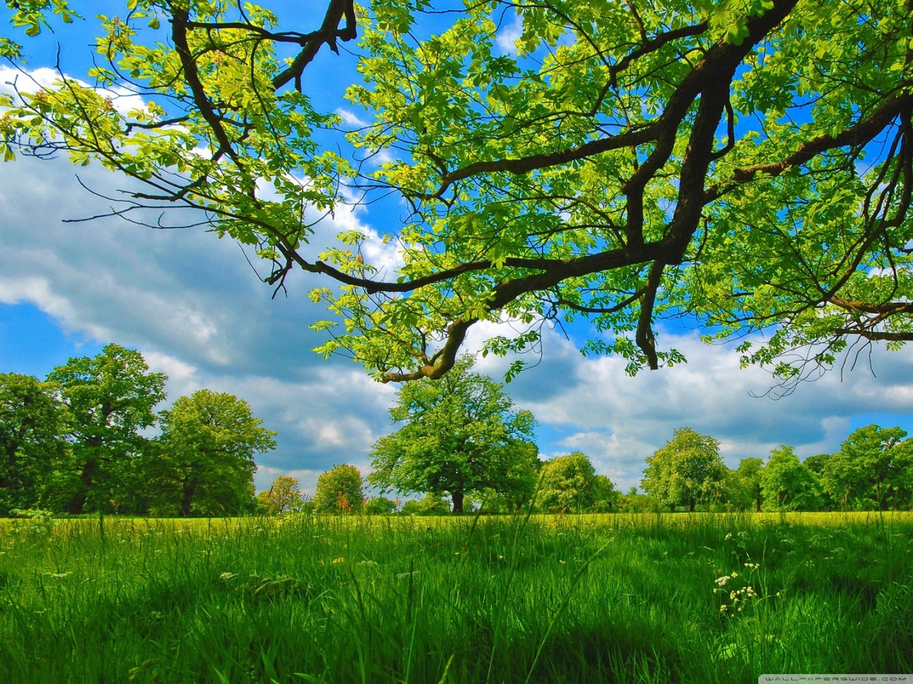 Ultra HD Desktop Background Wallpaper