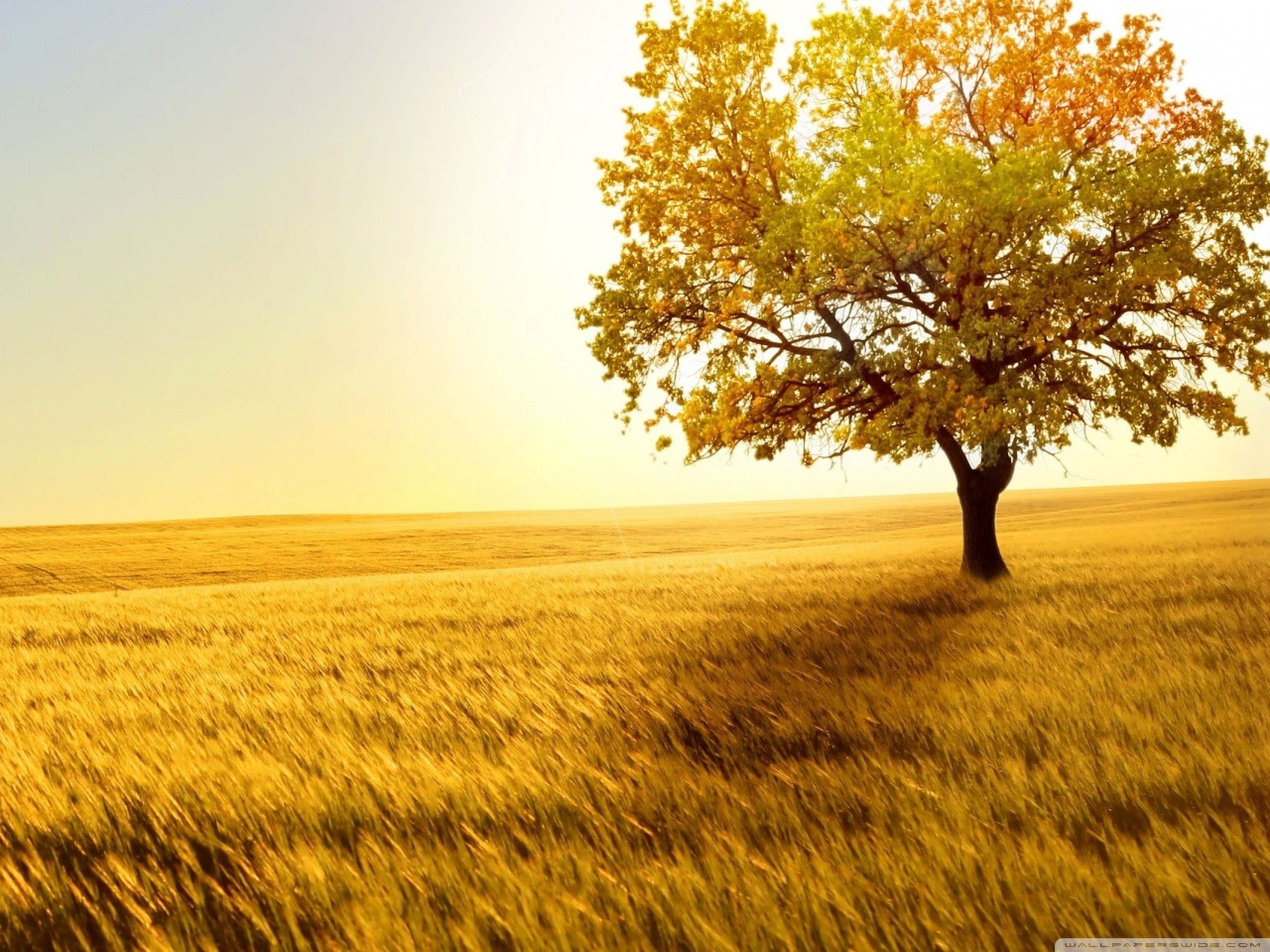 Landscape Nature Trees Fields Ultra HD