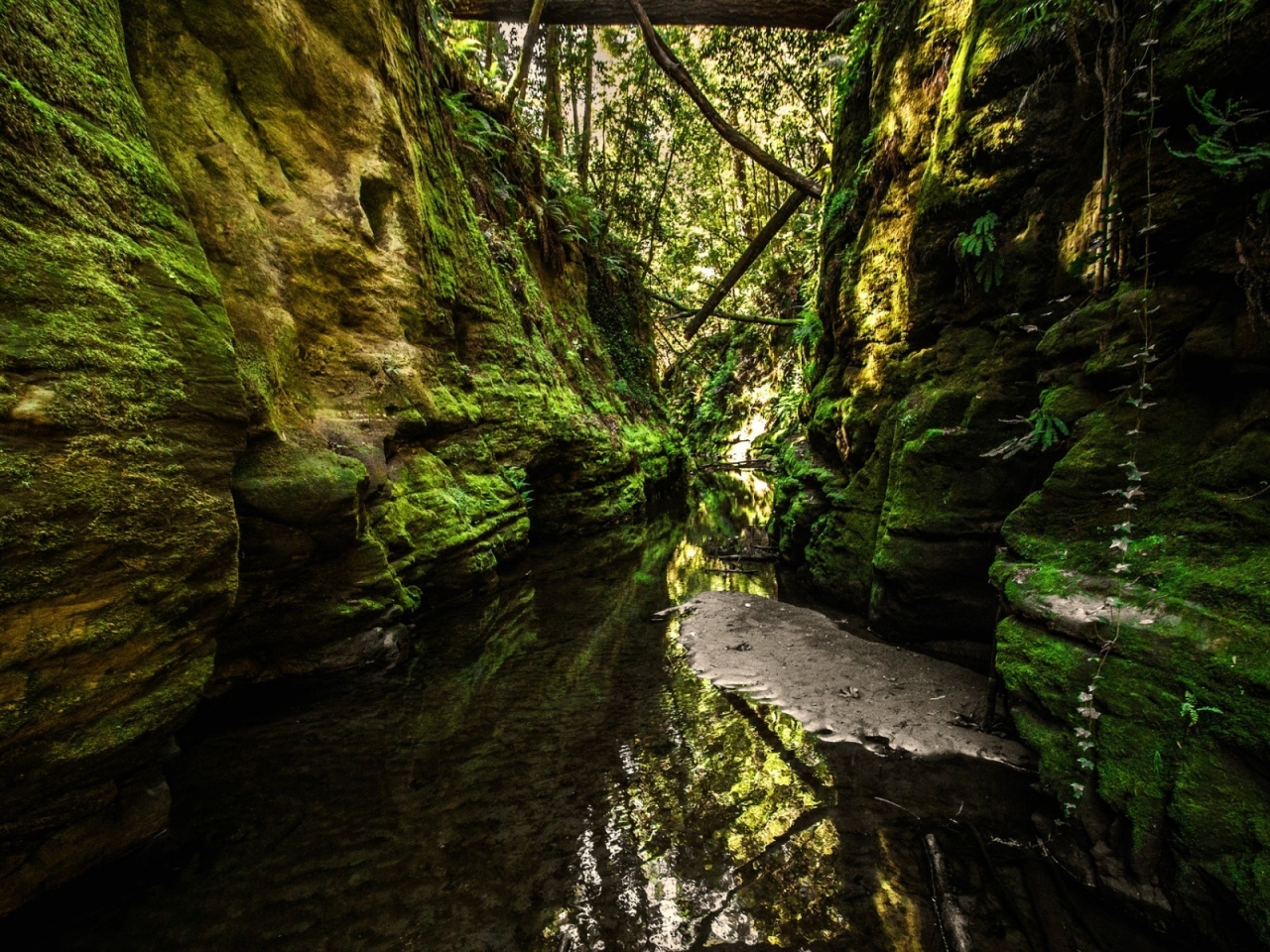 Natural Green Walls 1280 x 960 Wallpaper