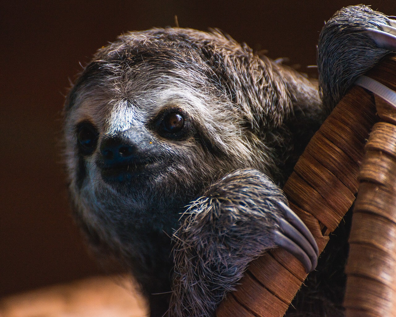 Sloth Wallpaper For Your Mobile