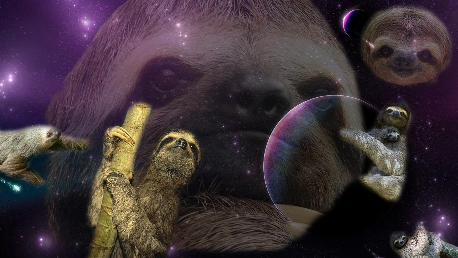 sloth wallpaper