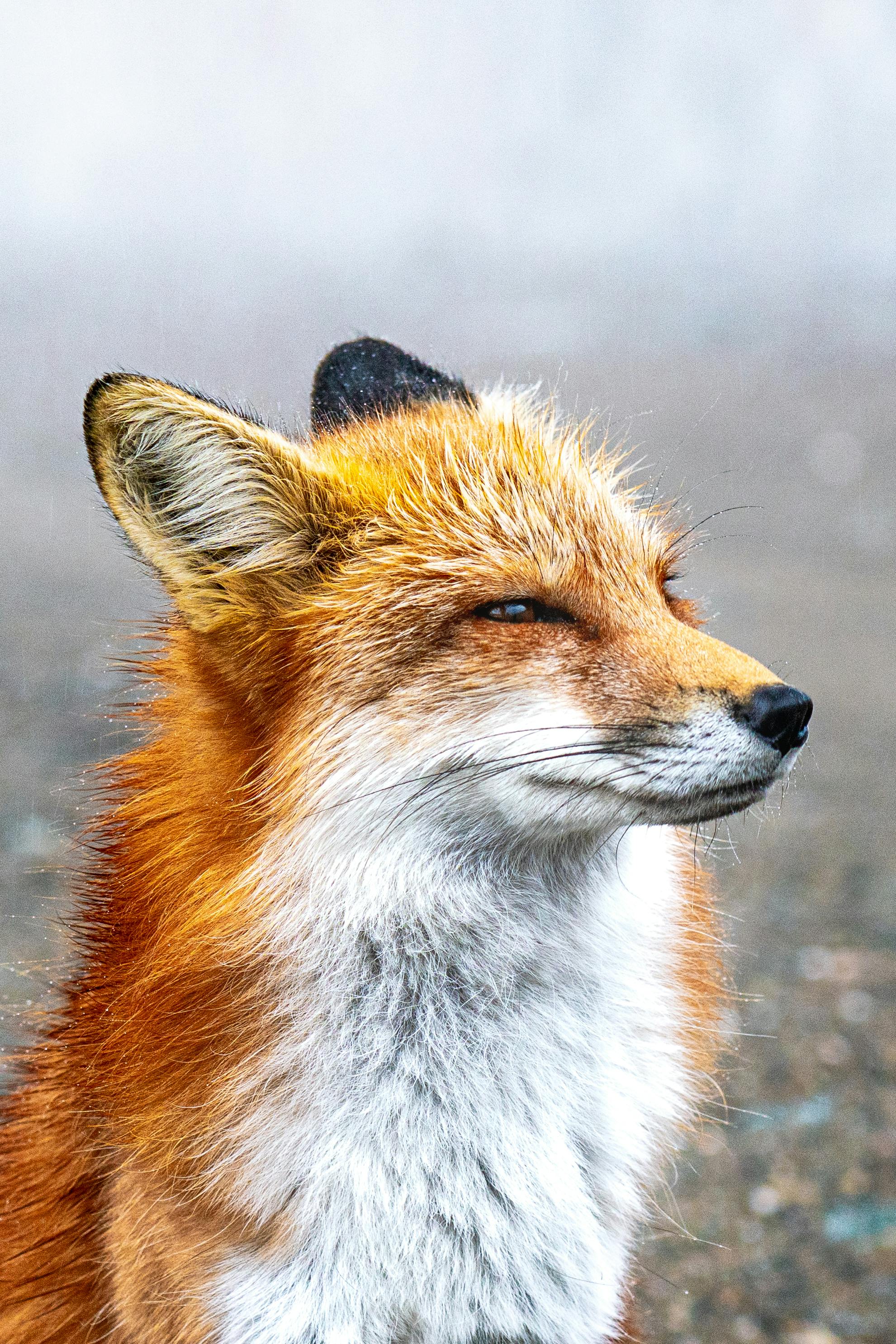 A Squinting Red Fox · Free